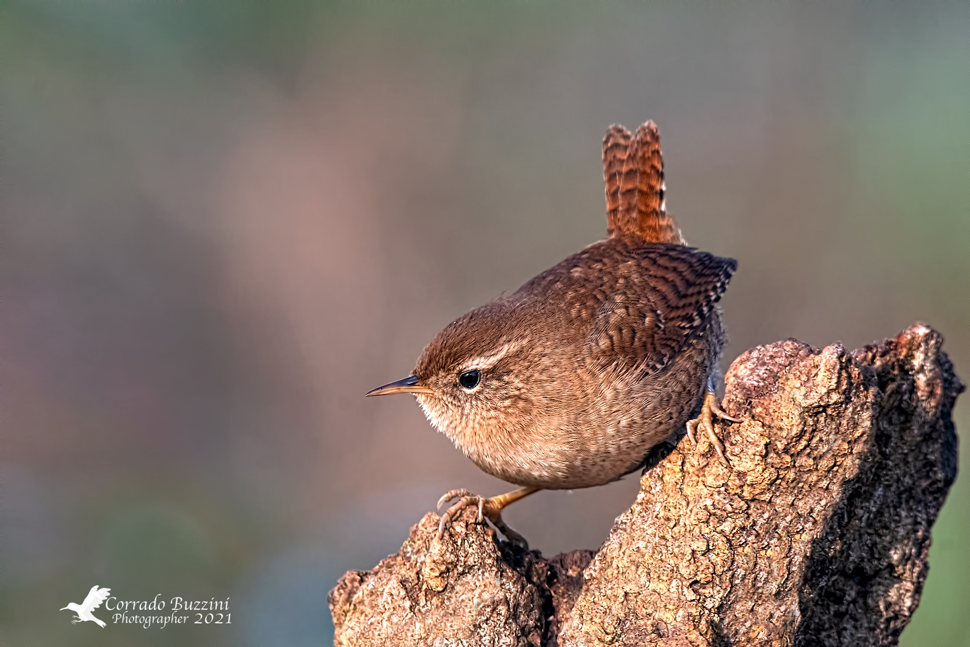 Wren