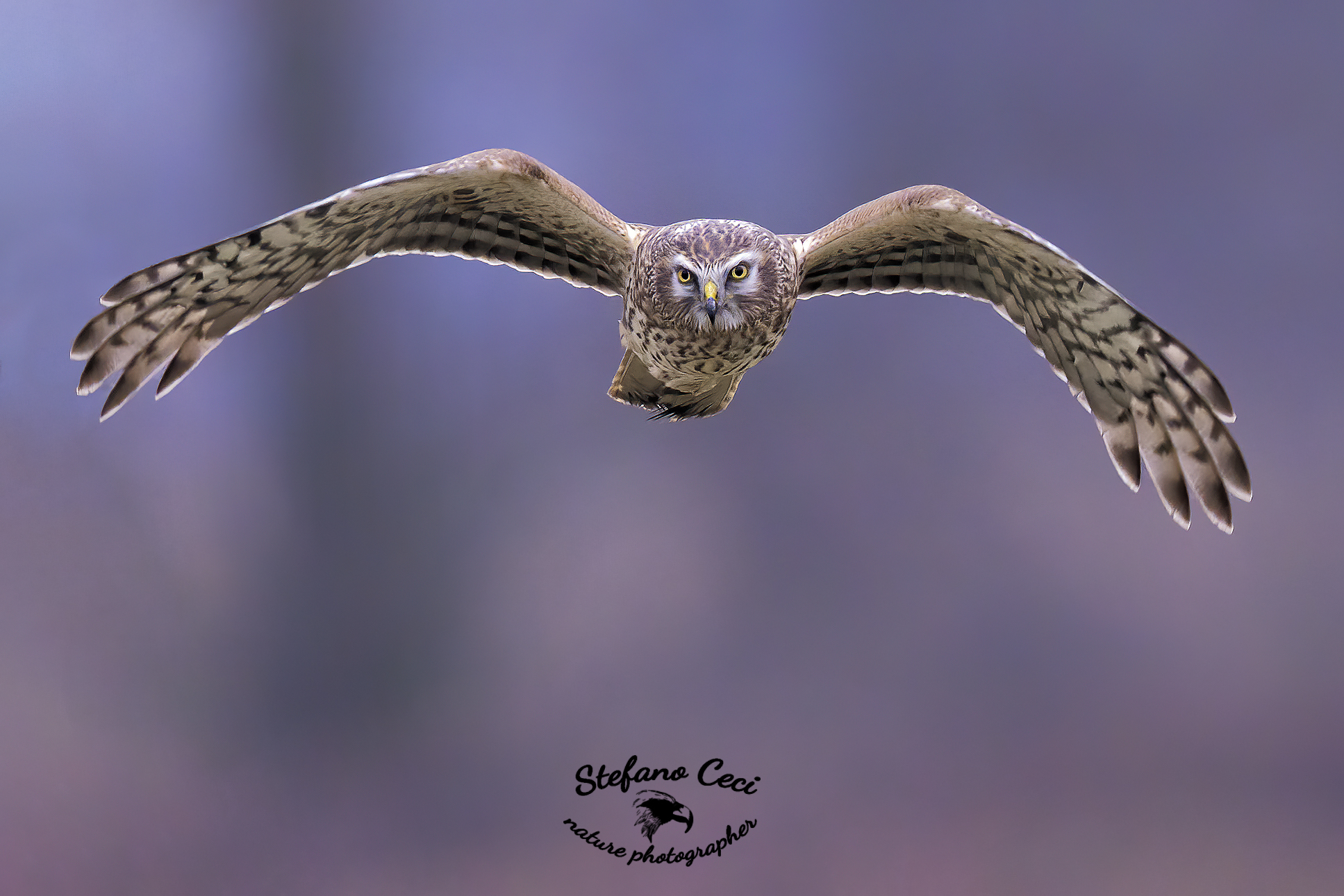 Albanella Reale Femmina