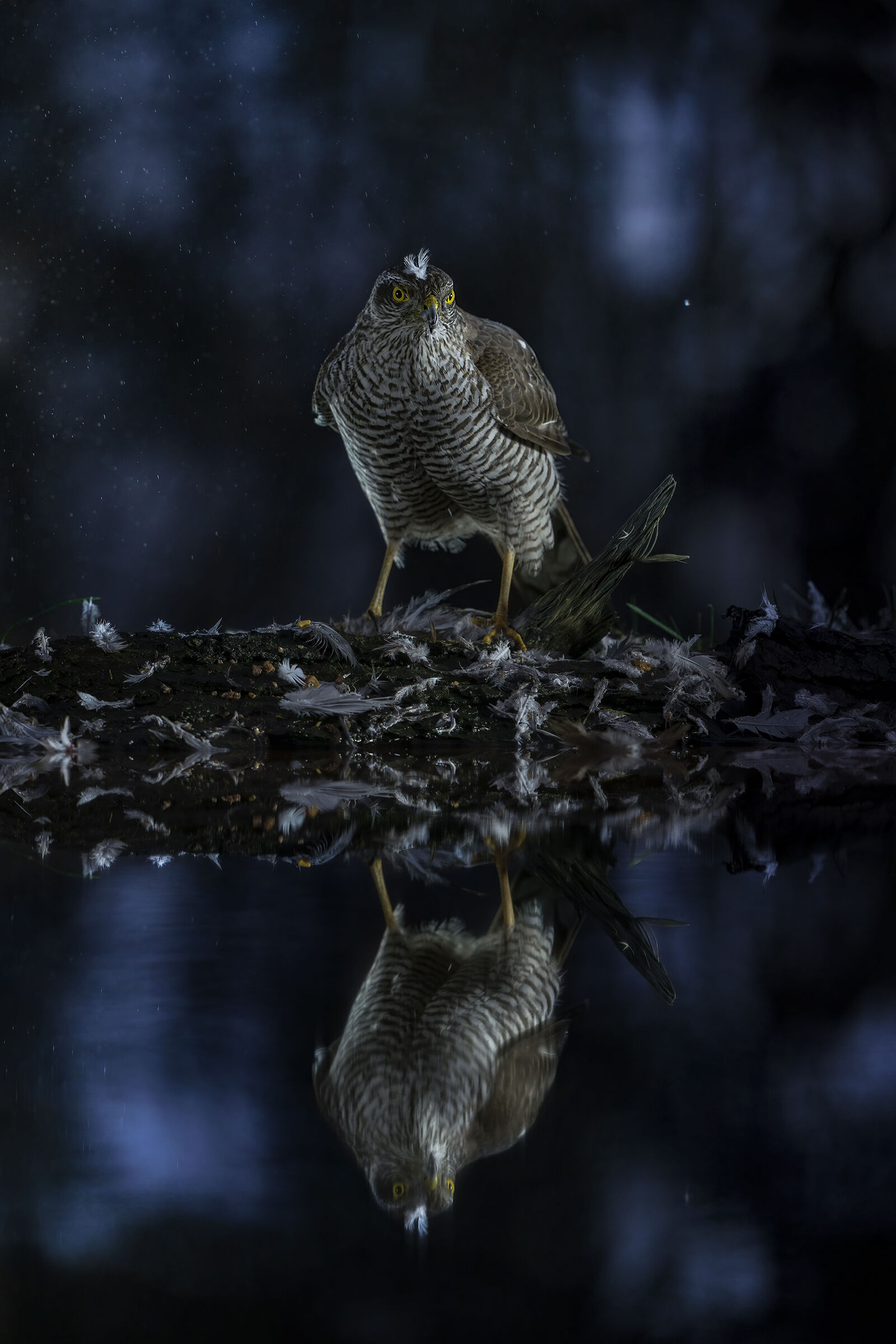 riflessi all'ora blu