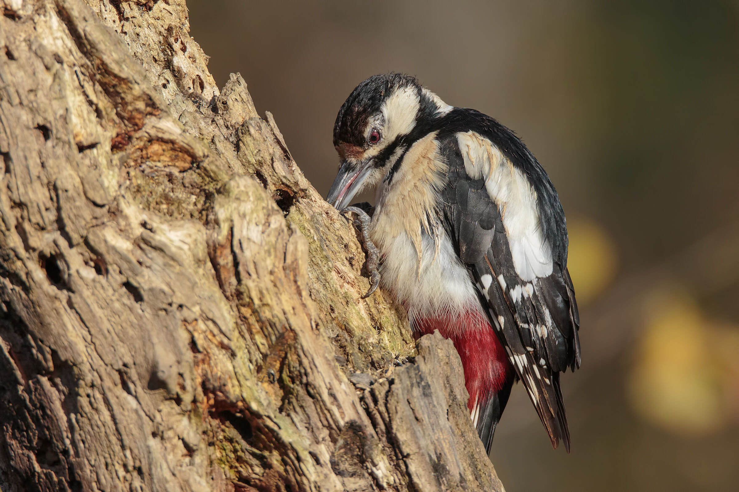 A caccia dell'ennesima larva !