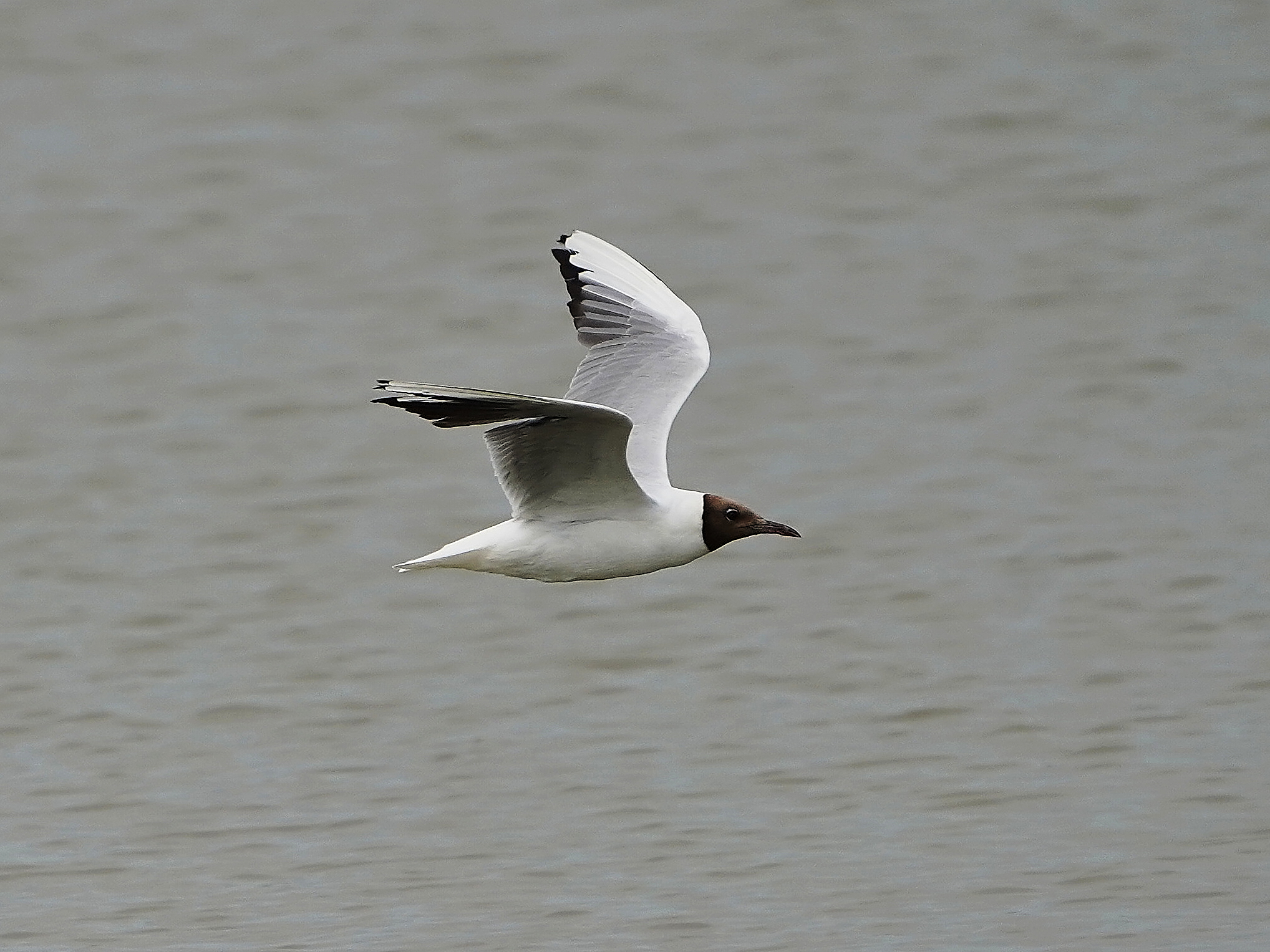 gabbiano comune in volo