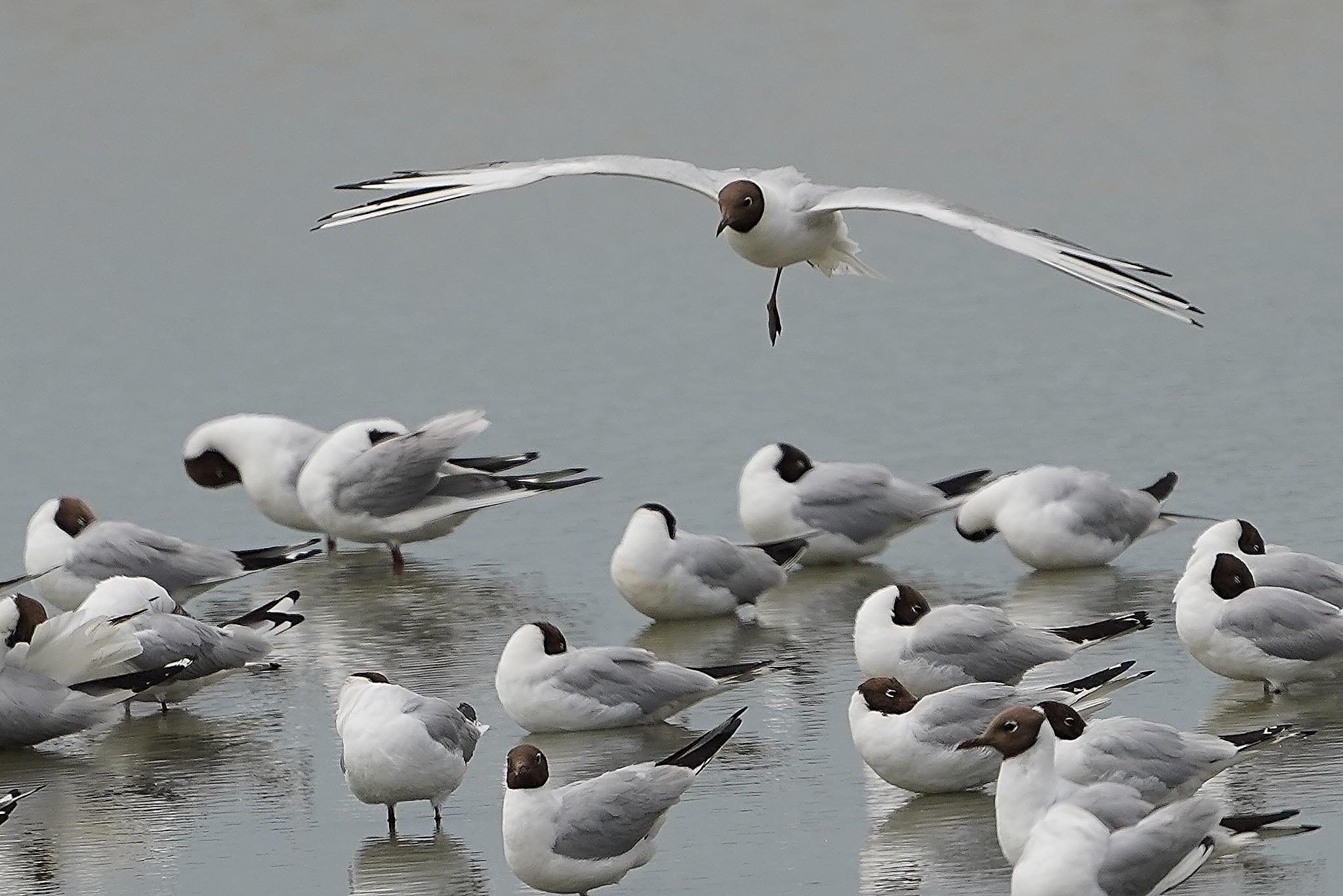 common seagulls and corals