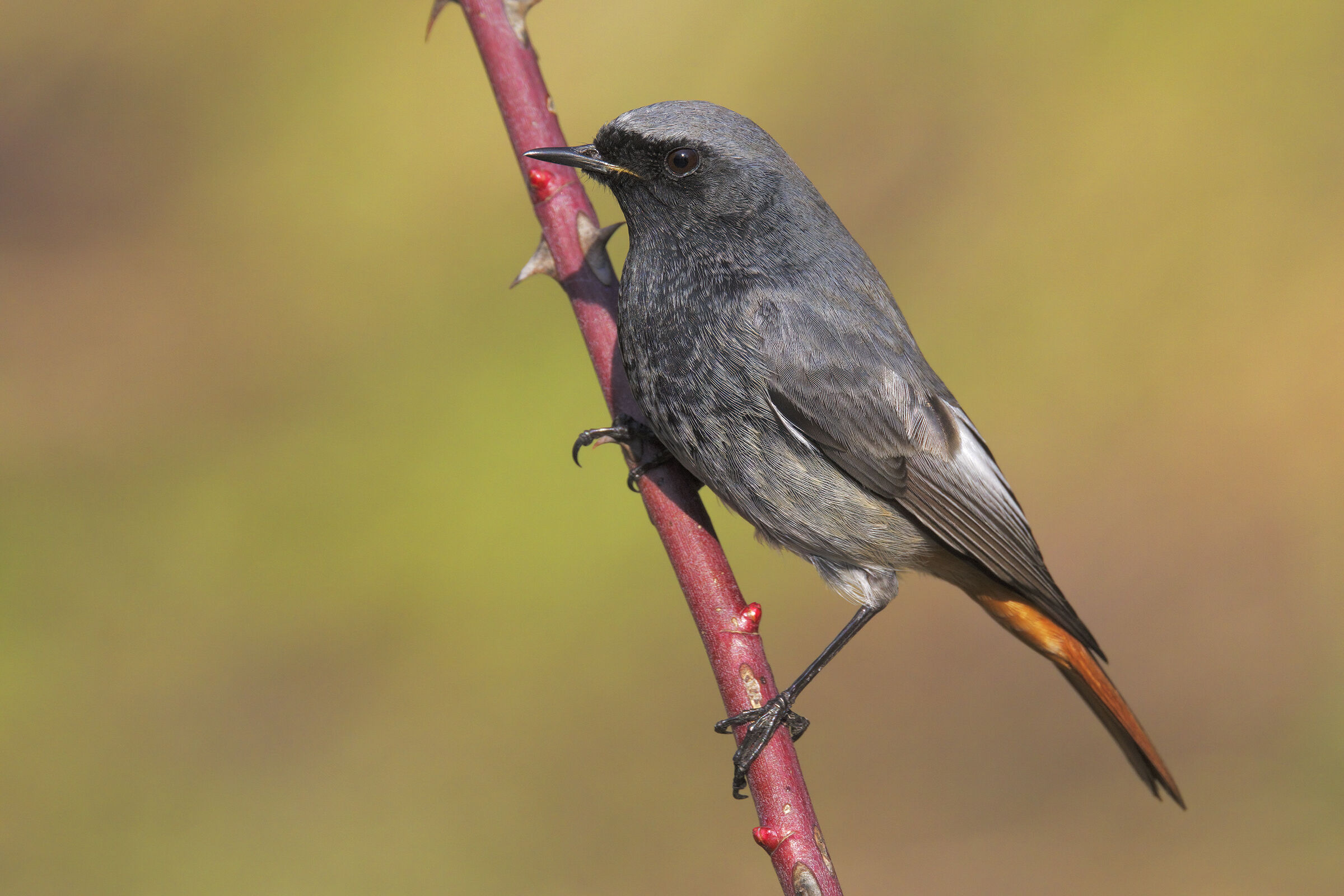 Codirosso spazzacamino