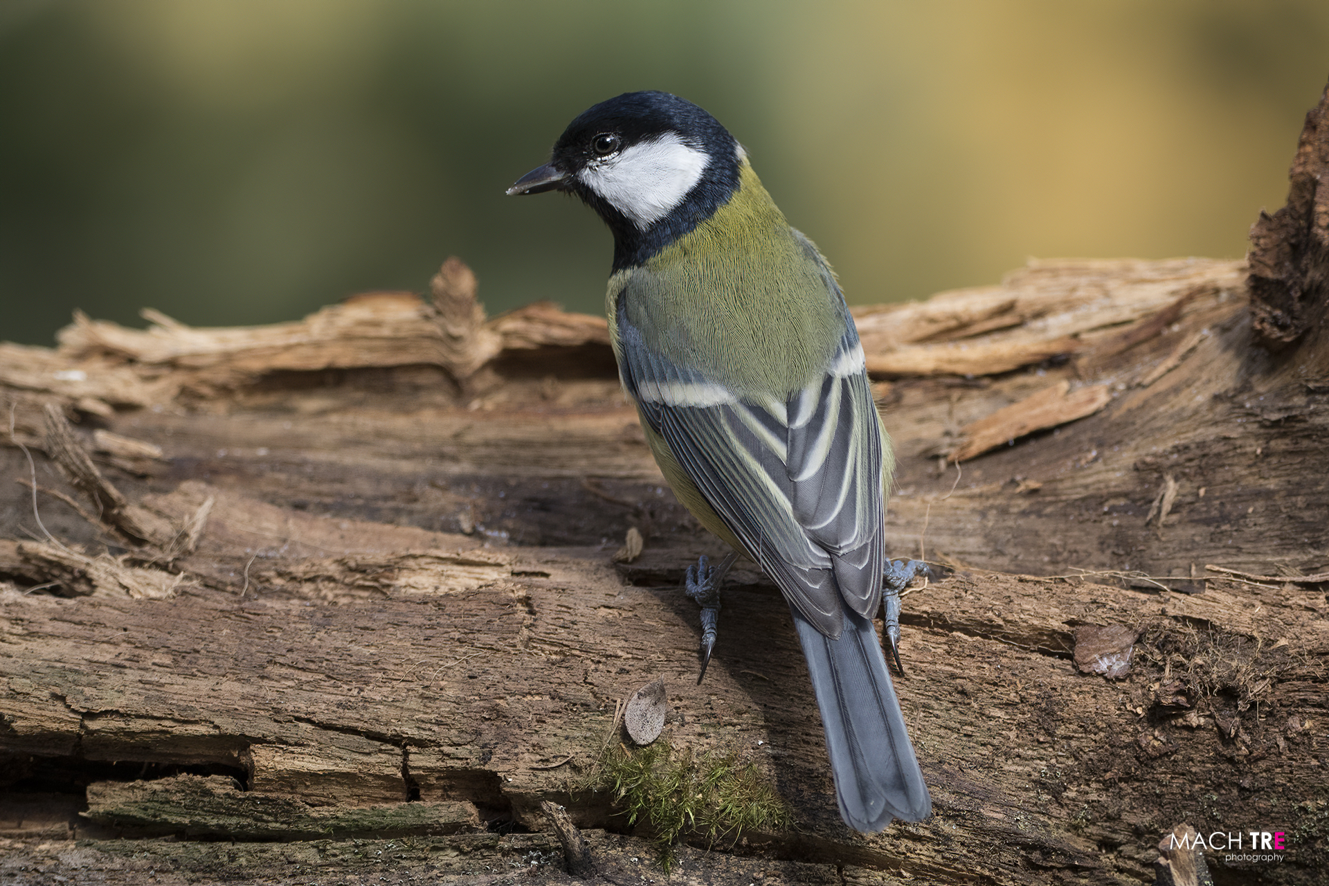 Cinciallegra (Parus major)