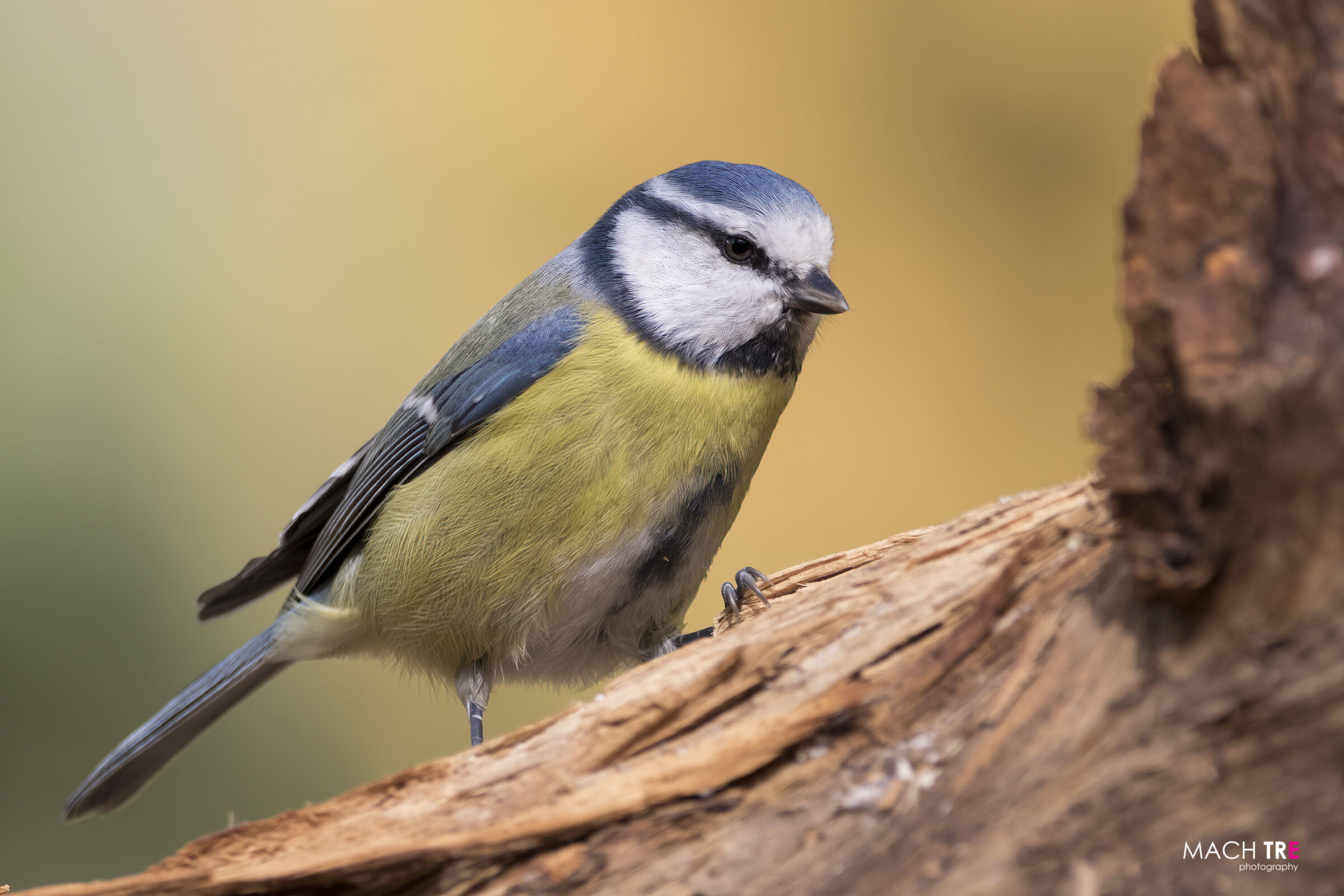 Cinciarella Department (Cyanistes caeruleus)