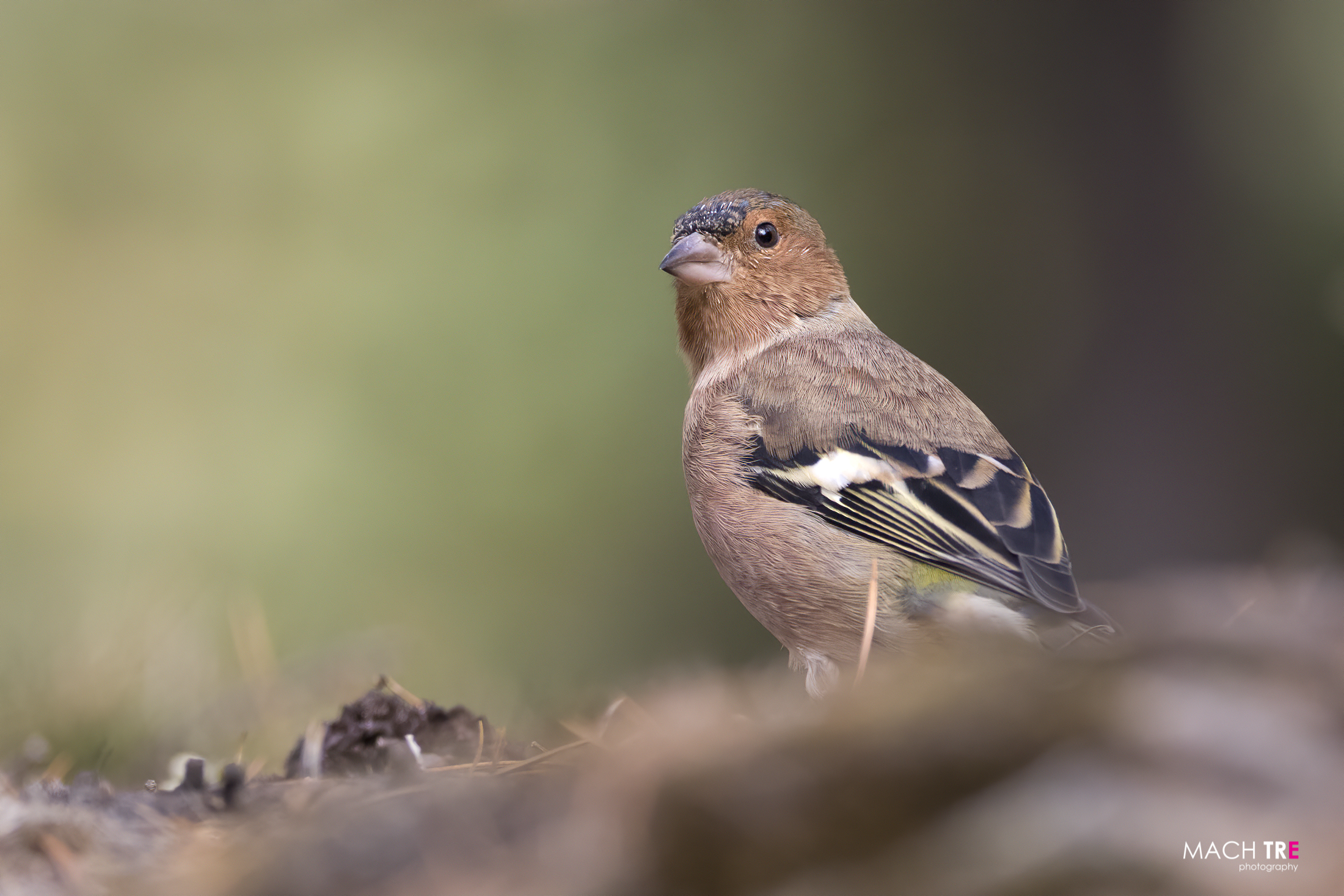 Finch (Fringilli coelebs)