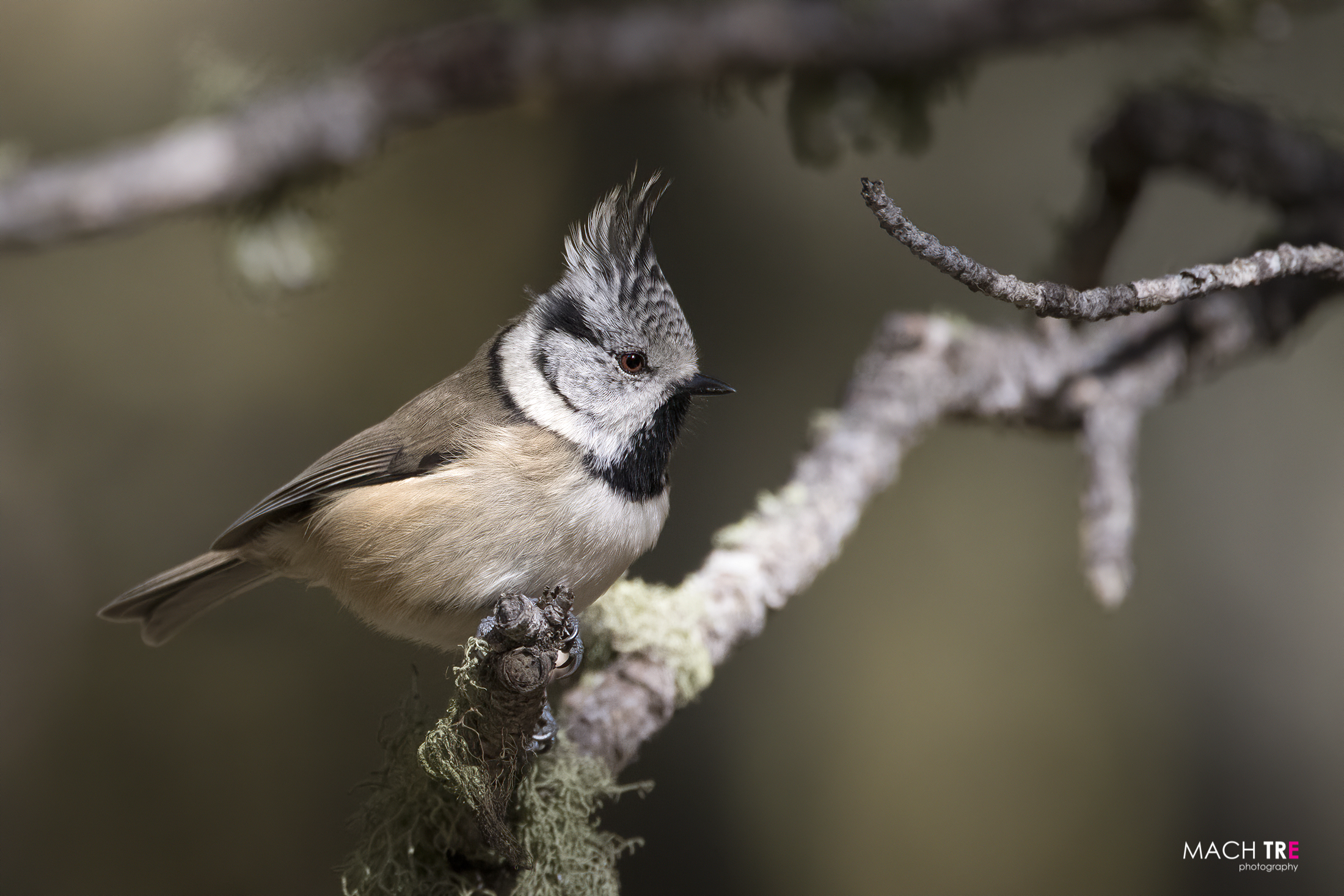Tufted Cincia (Lophophanes cristatus)