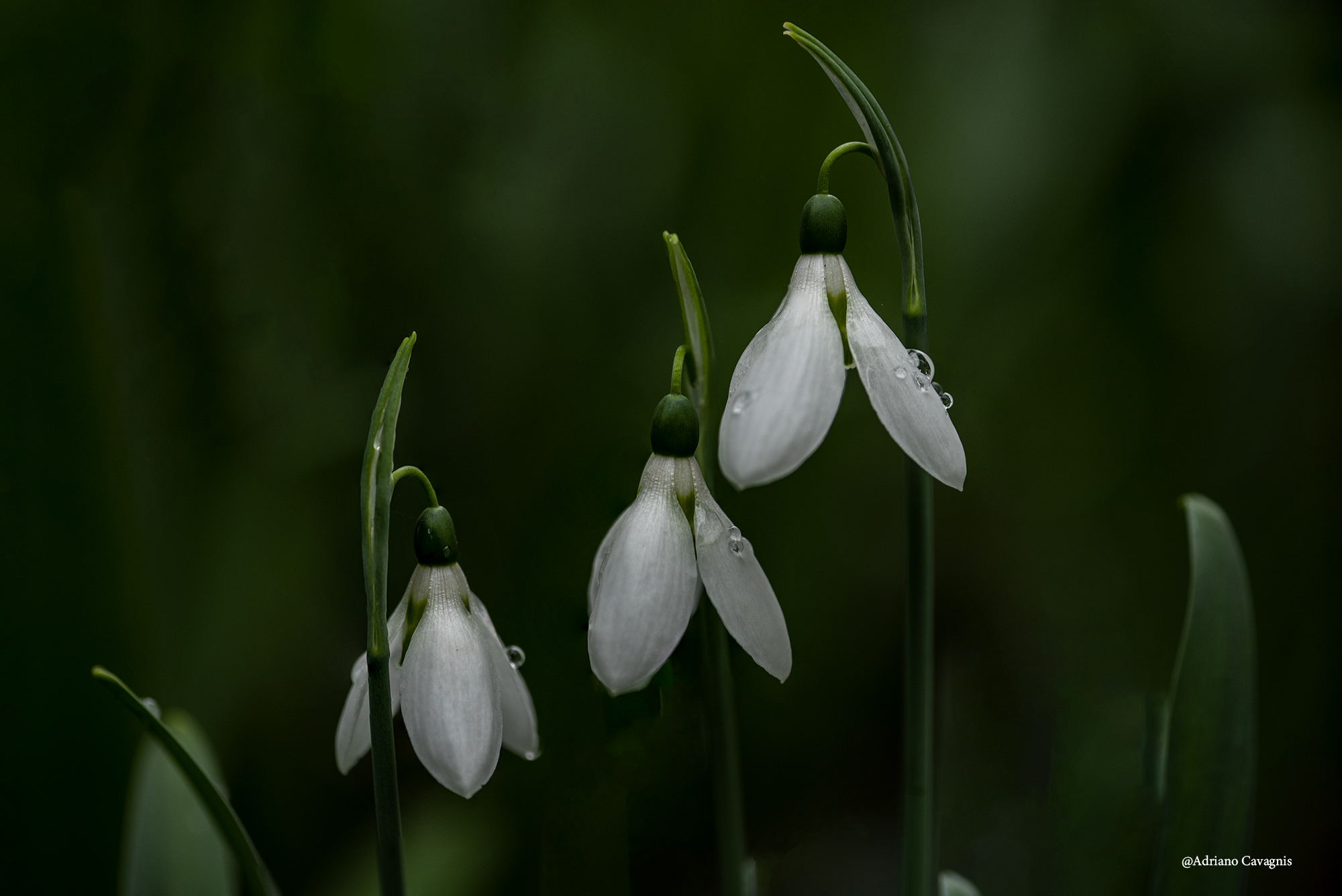 Snowdrops
