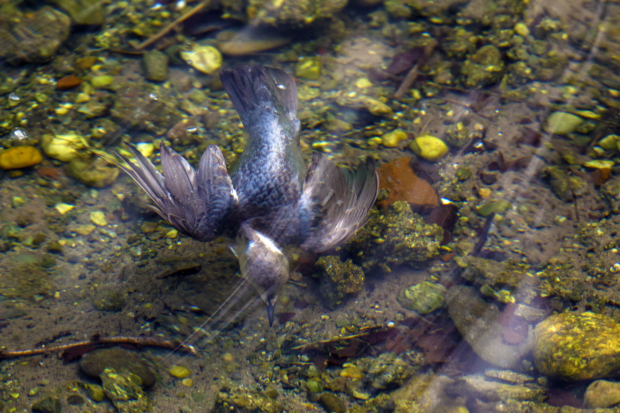 il volo dell acquaiolo......