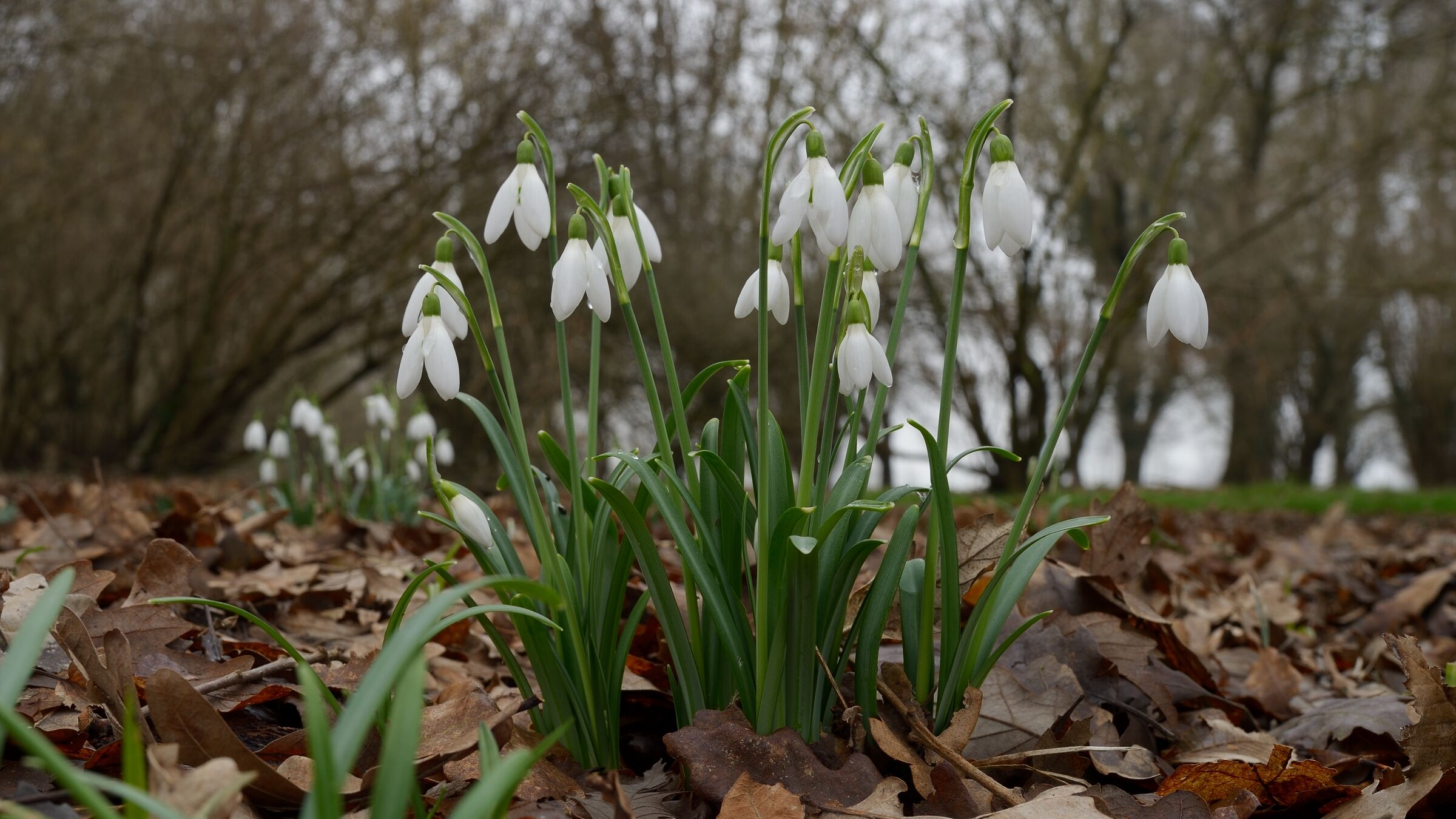 6 Febbraio, nel bosco del Ticino