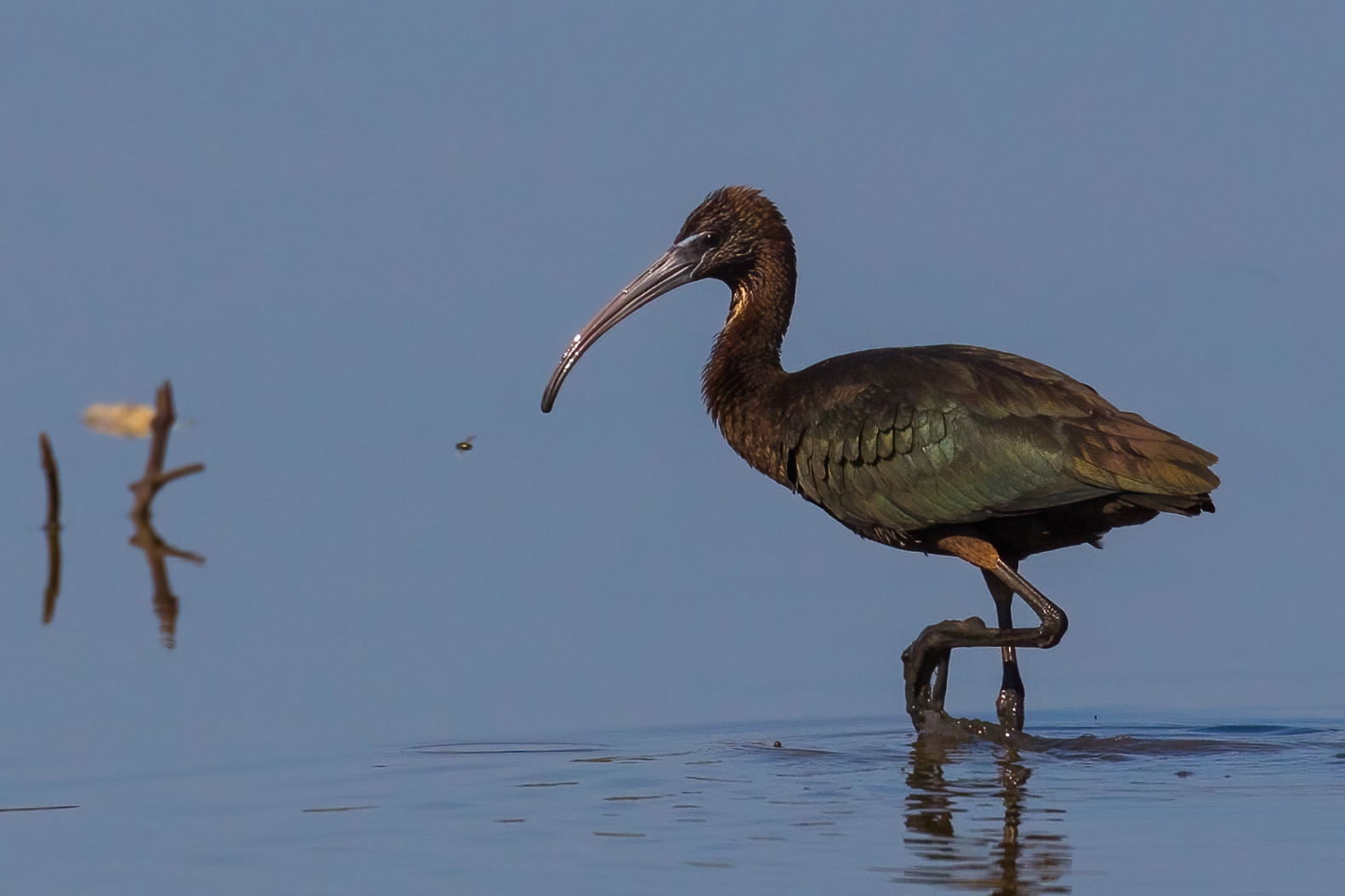 Il mignattaio e l'insetto
