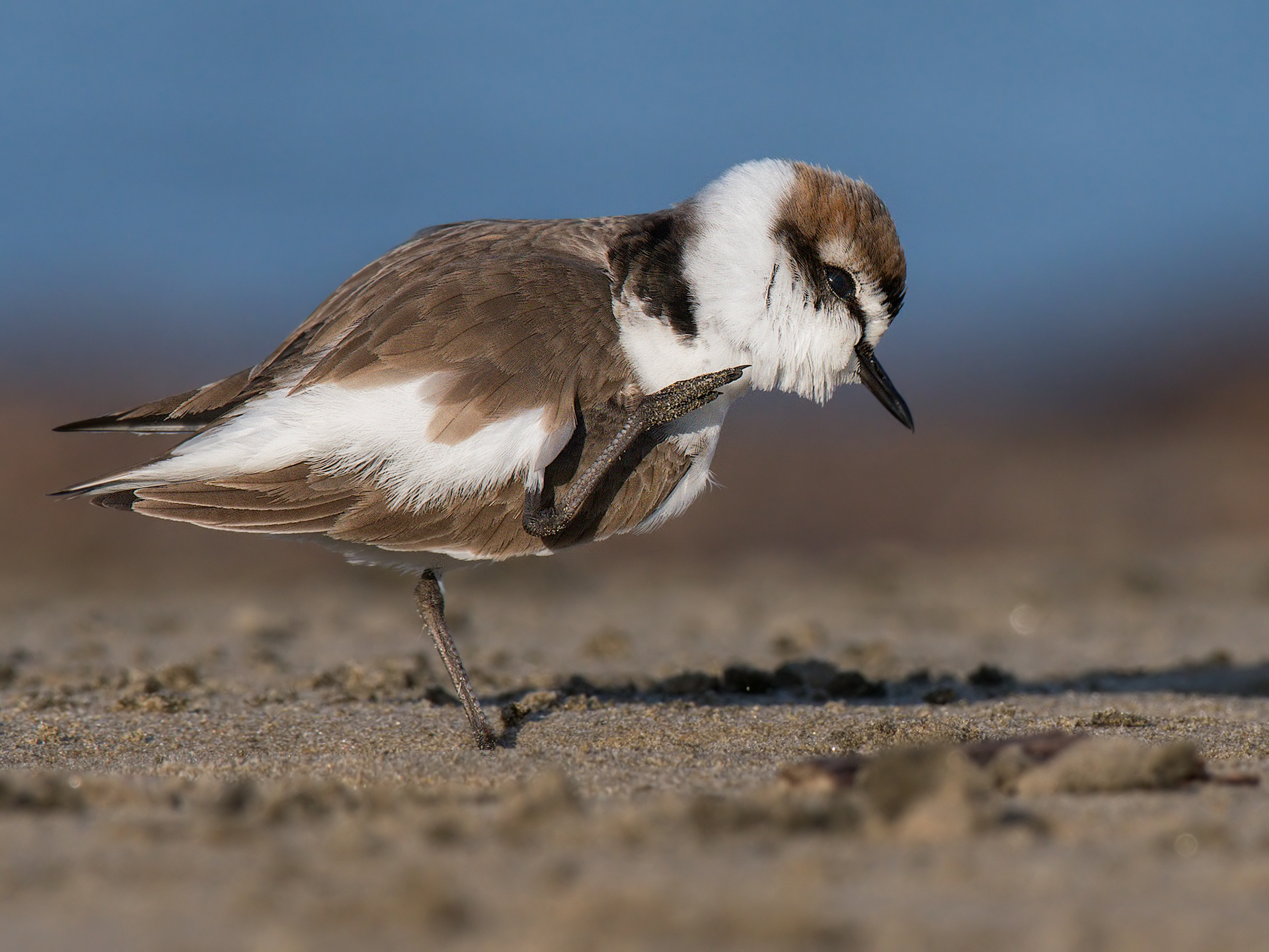 Fratino - la grattatina