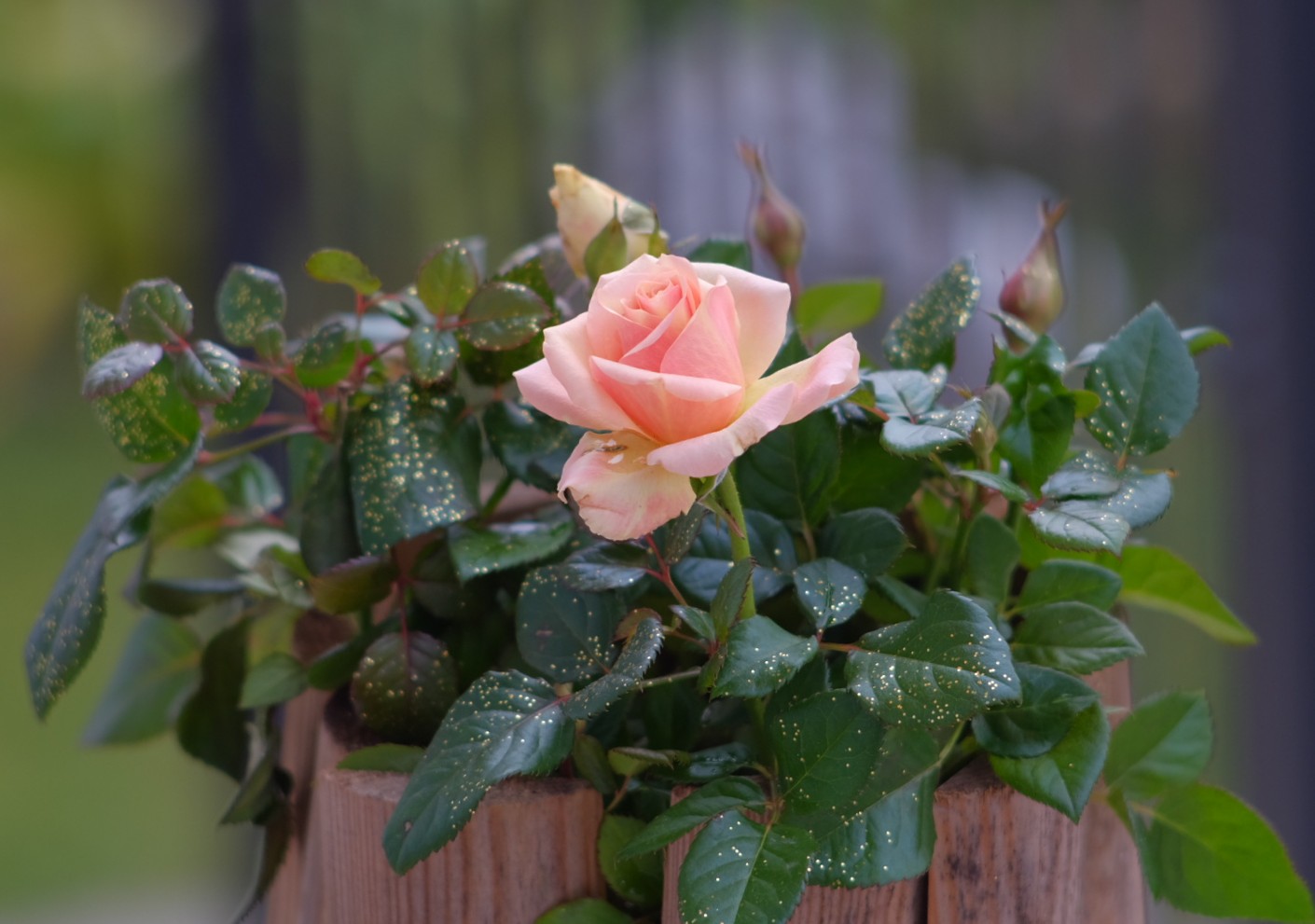 Pianerottolo di casa