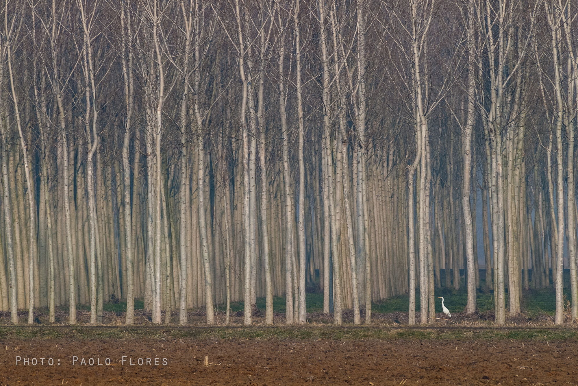 Airone Bianco Maggiore nel Pioppeto