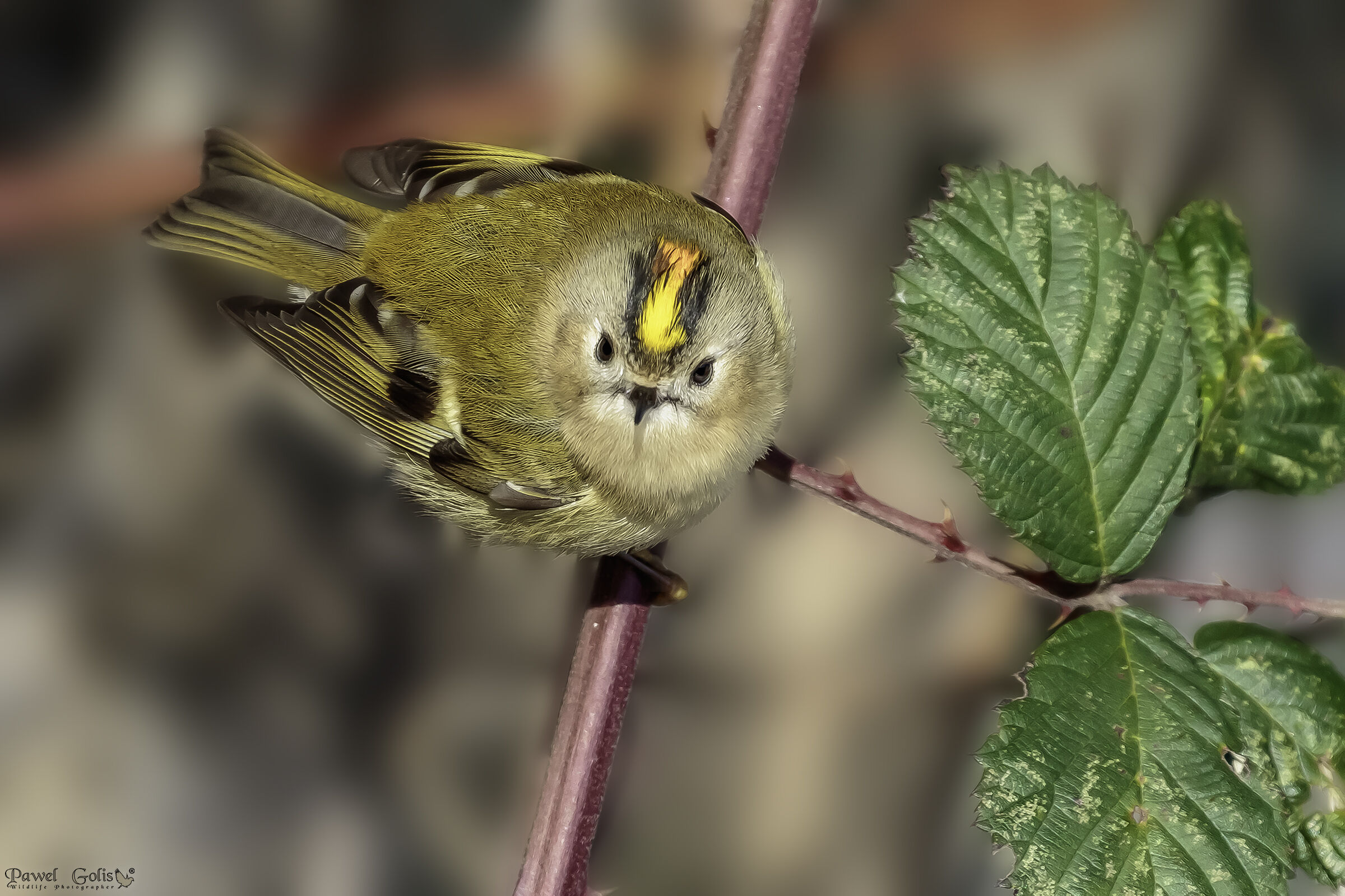 Goldcrest (Regulus regulus)