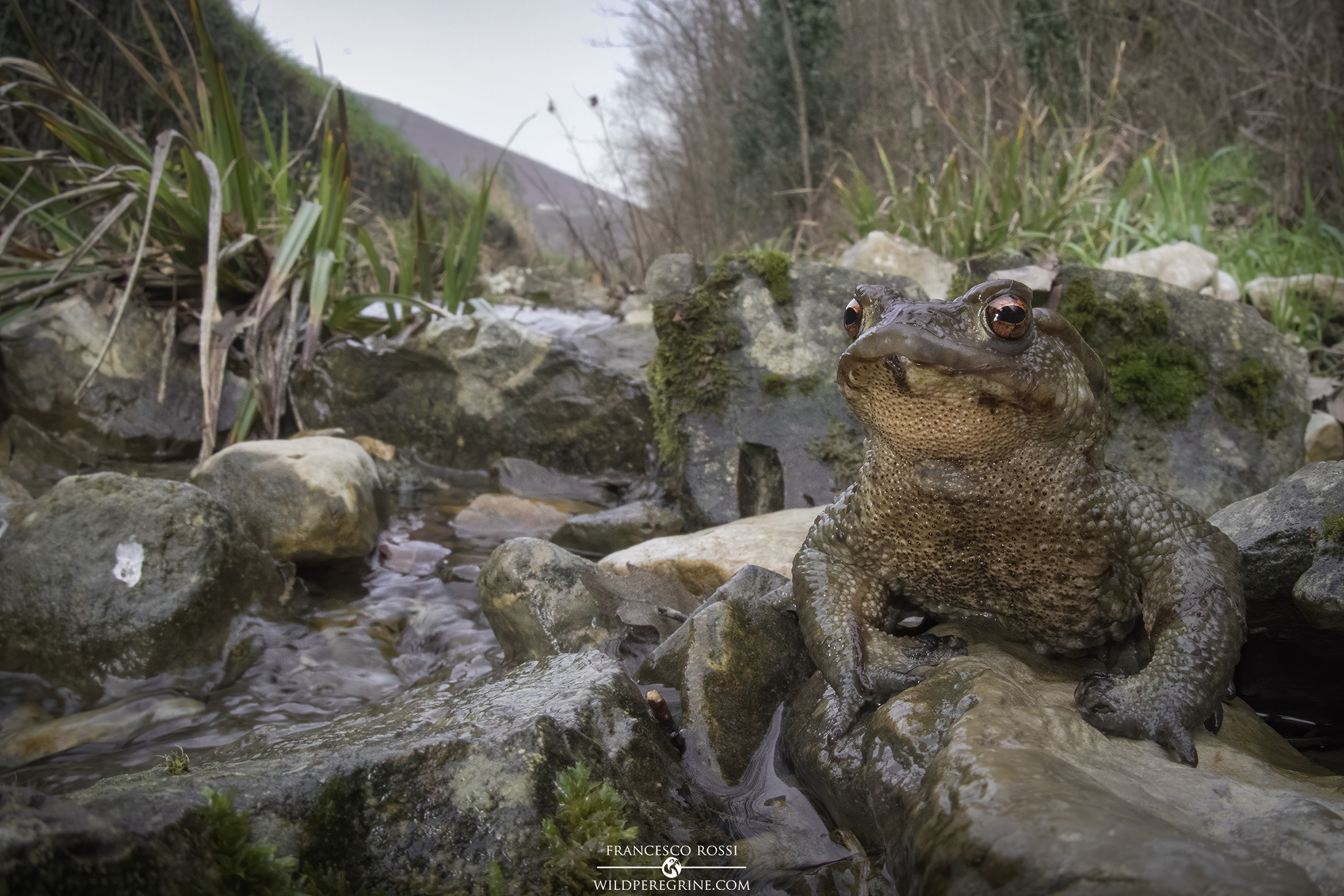 Common toad