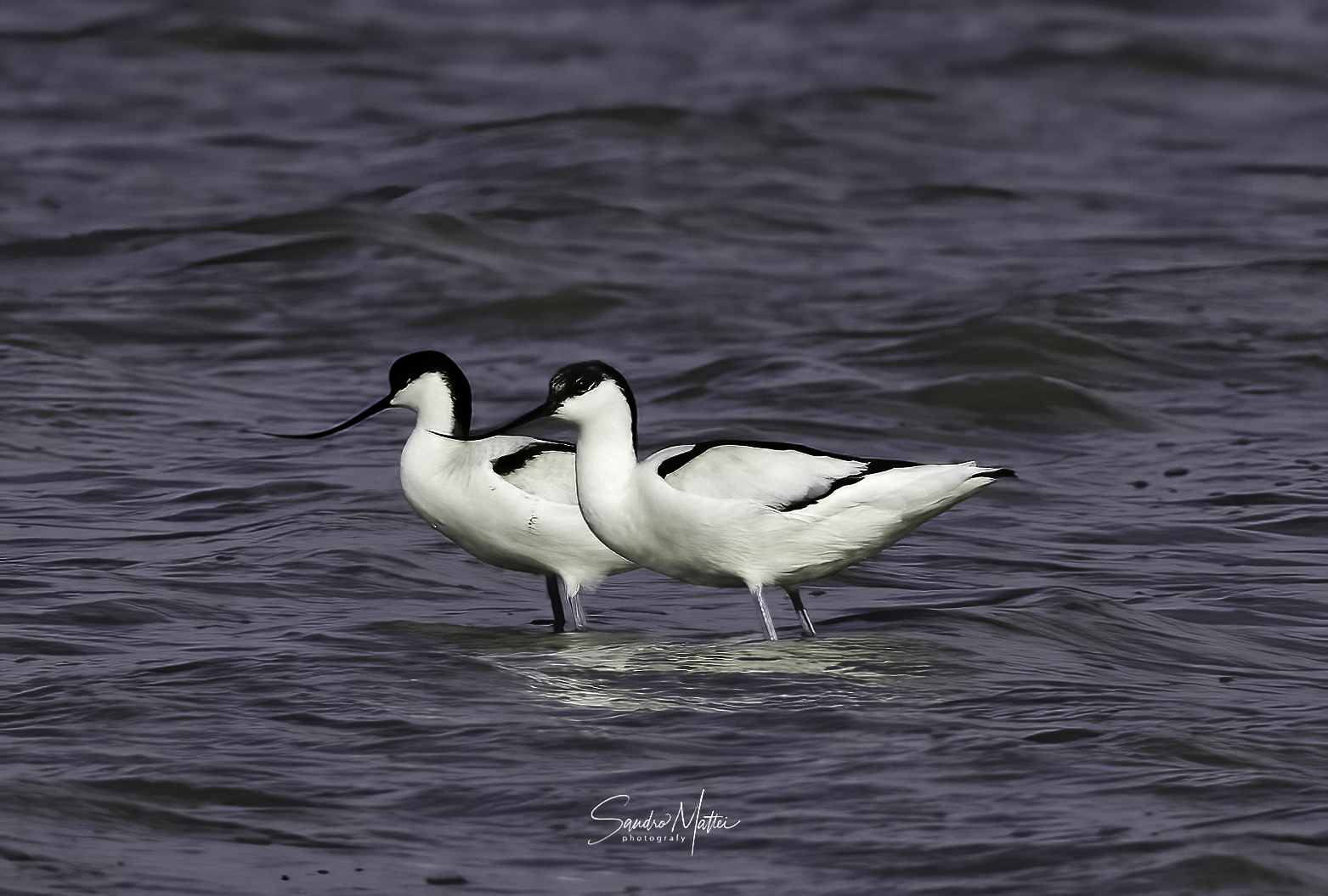 avocette