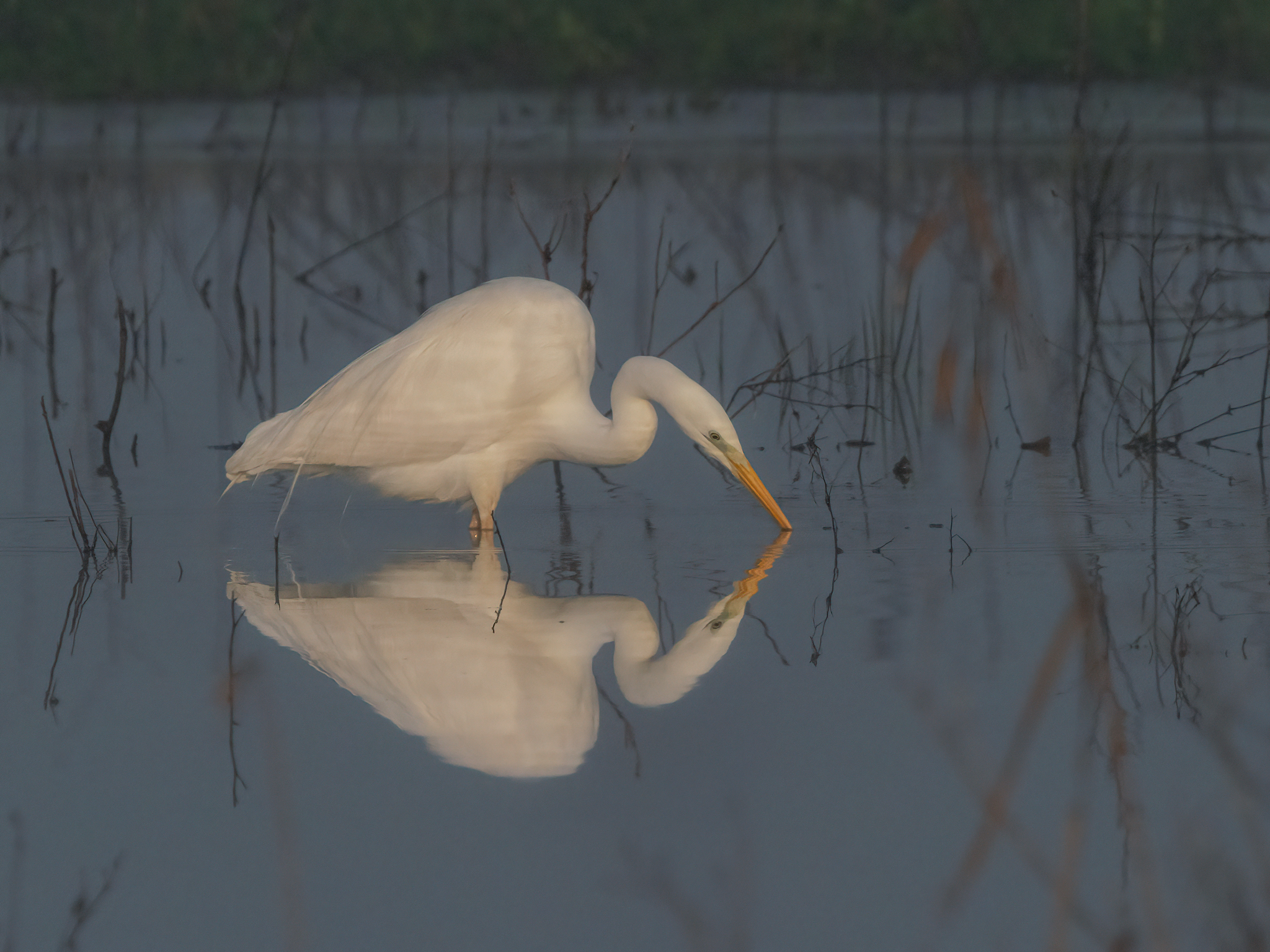 Mirror heron