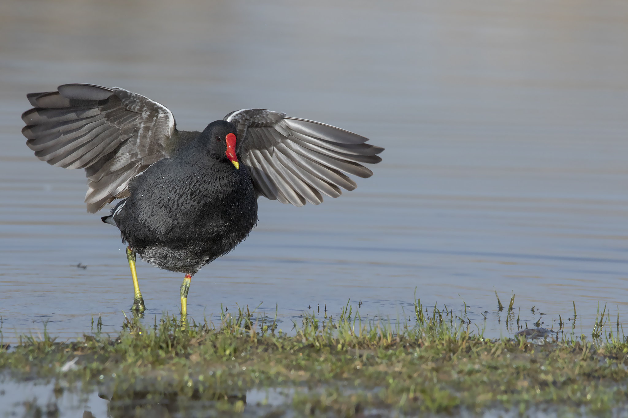 Gallinule