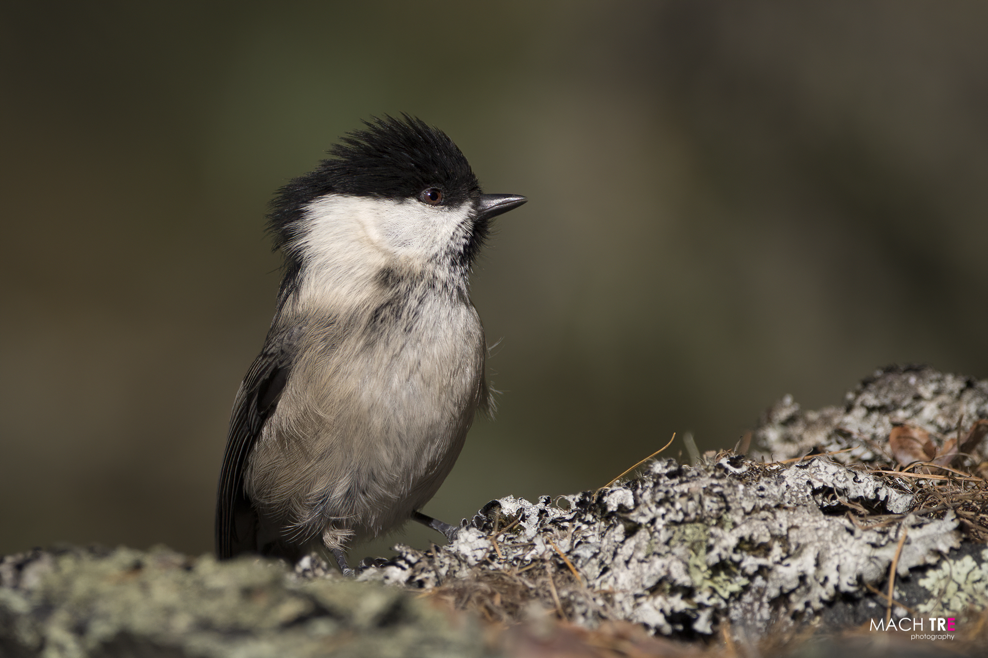 Cincia bigia (Poecile palustris)