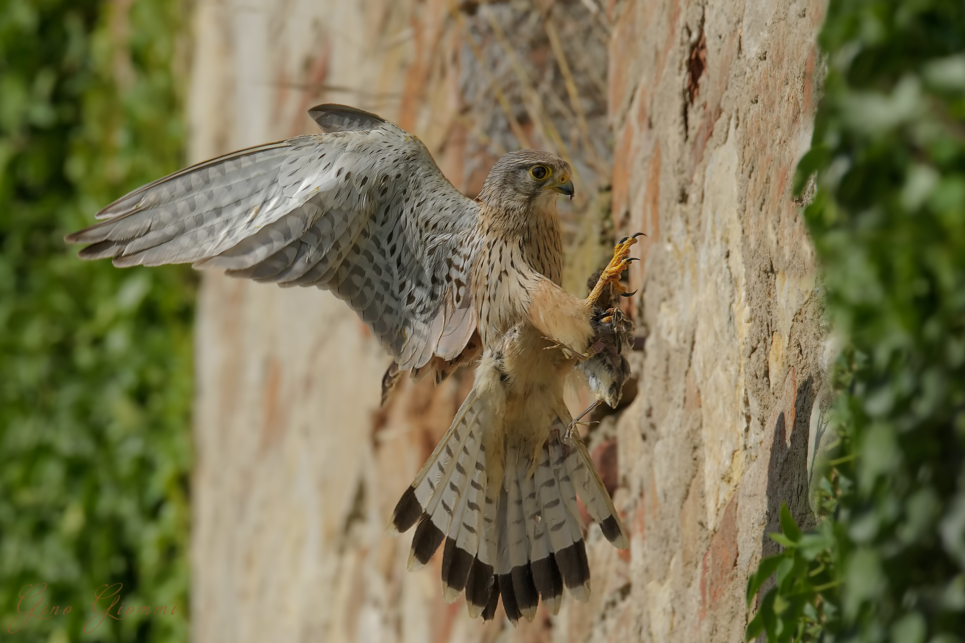 Gheppio con preda