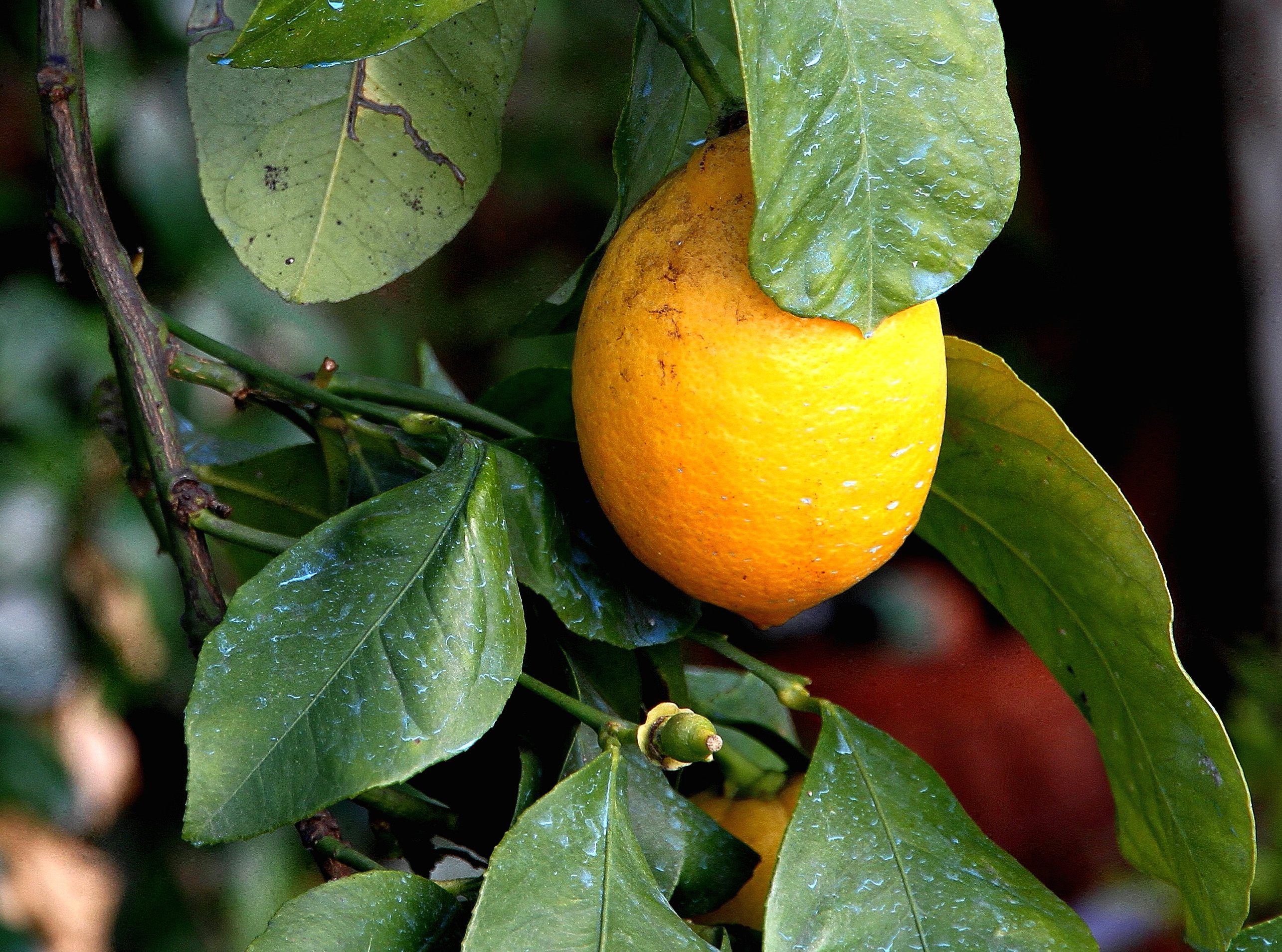 lemon peel