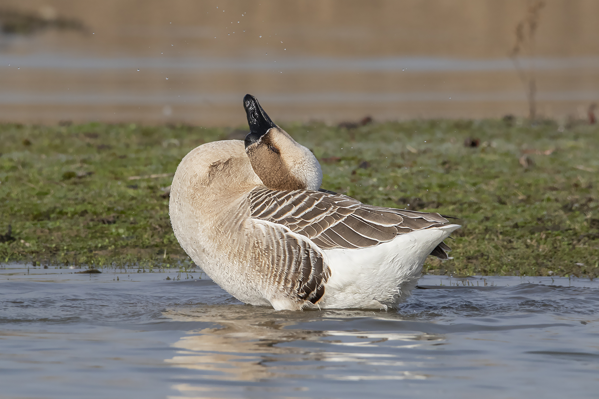Cygnoid goose