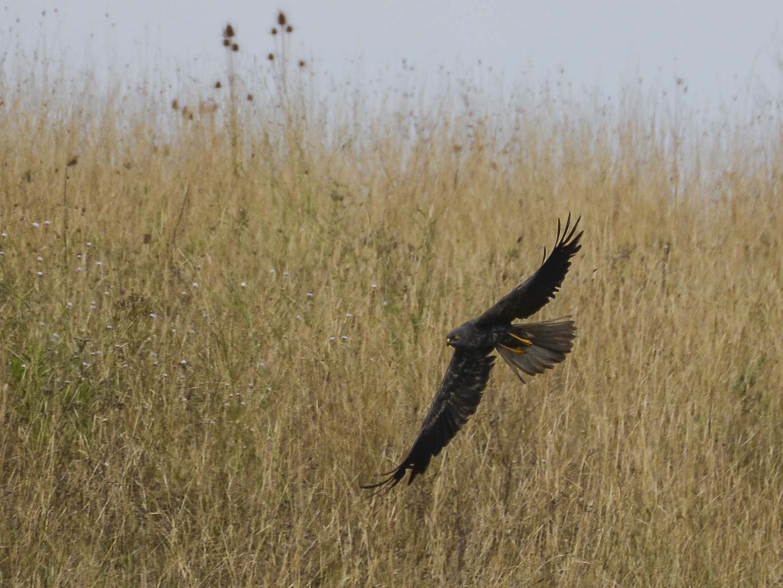 Albanella Minore in Black