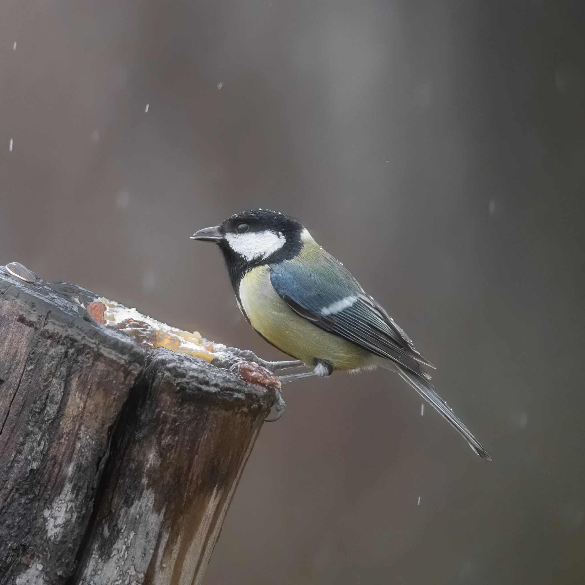 10000 iso con la z6ii