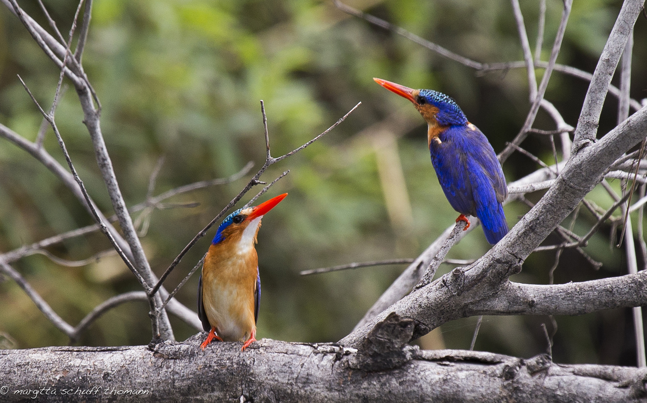 malachite kingfisher