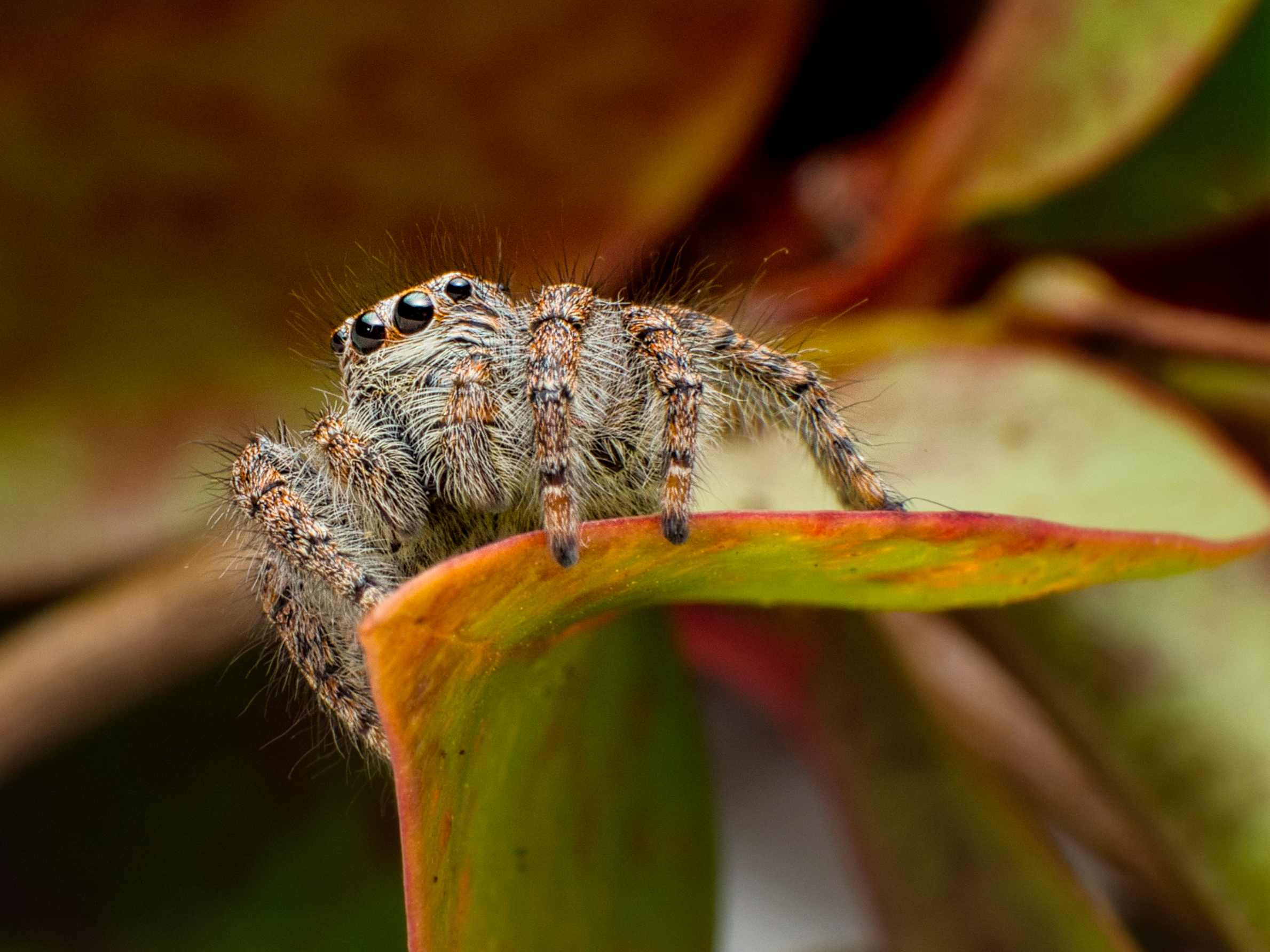Salticidae