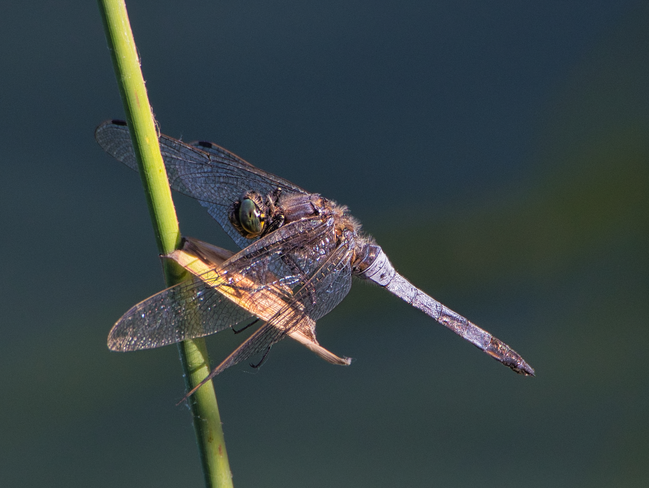 Dragonfly