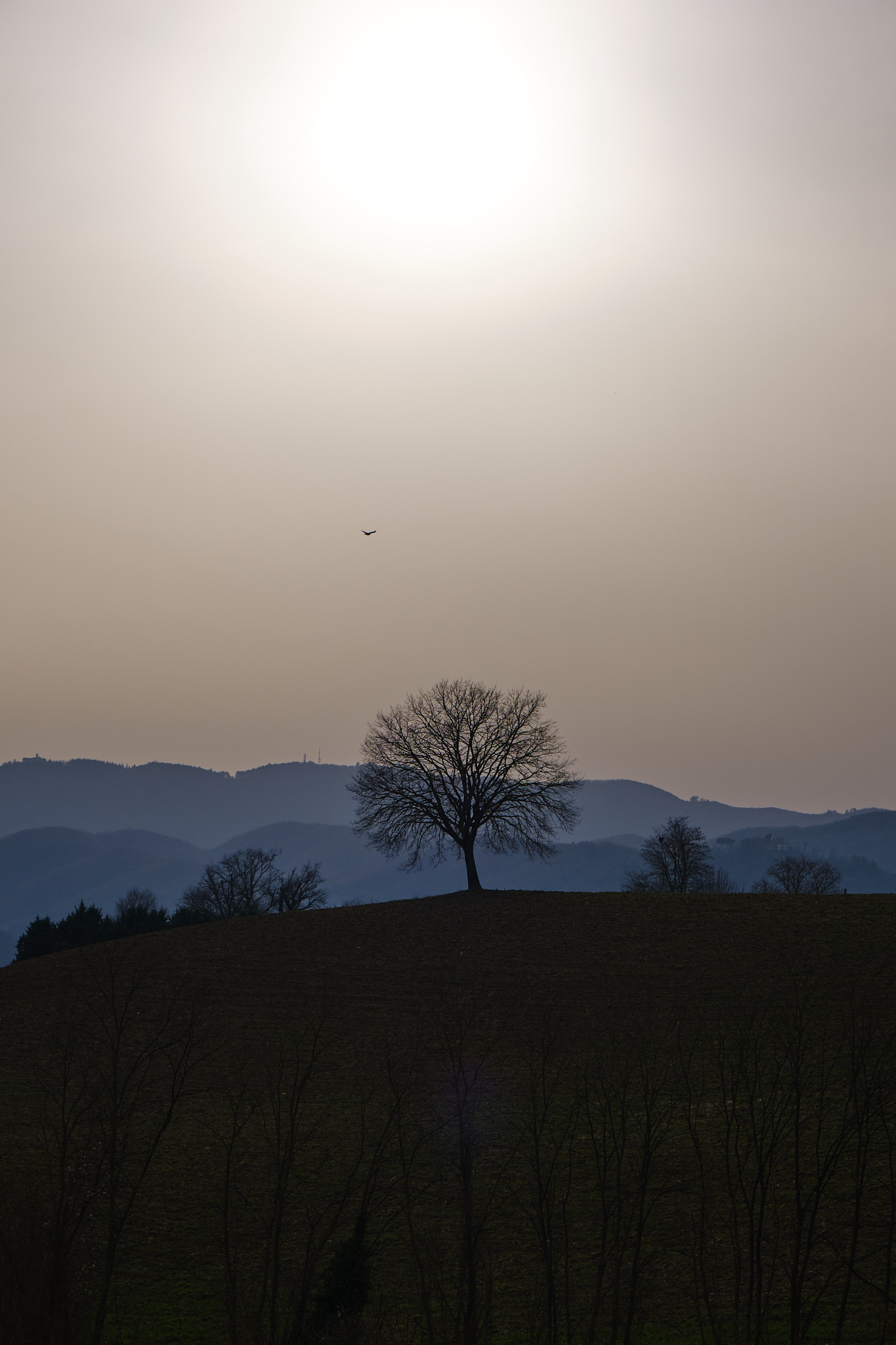 Piazzano Tree - Mugello