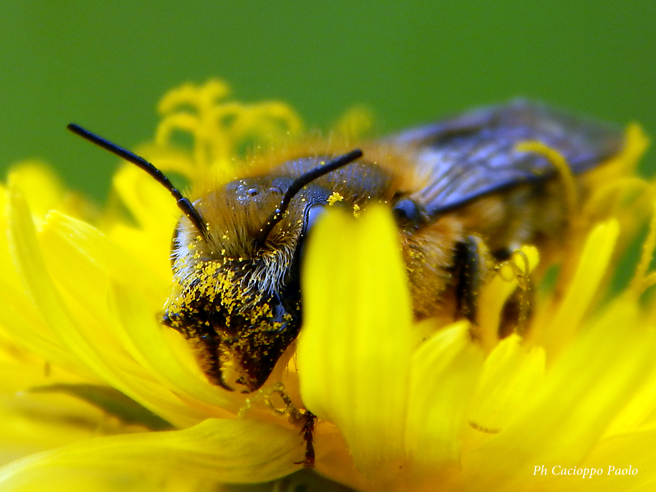 fiore giallo