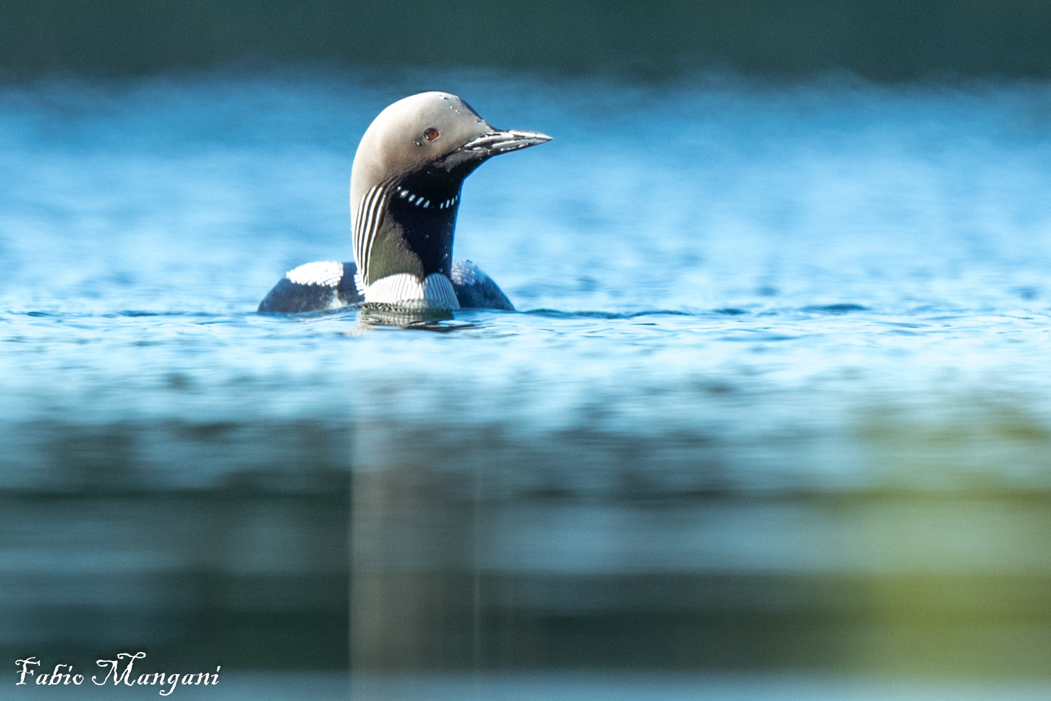Strolaga mezzana........Finland