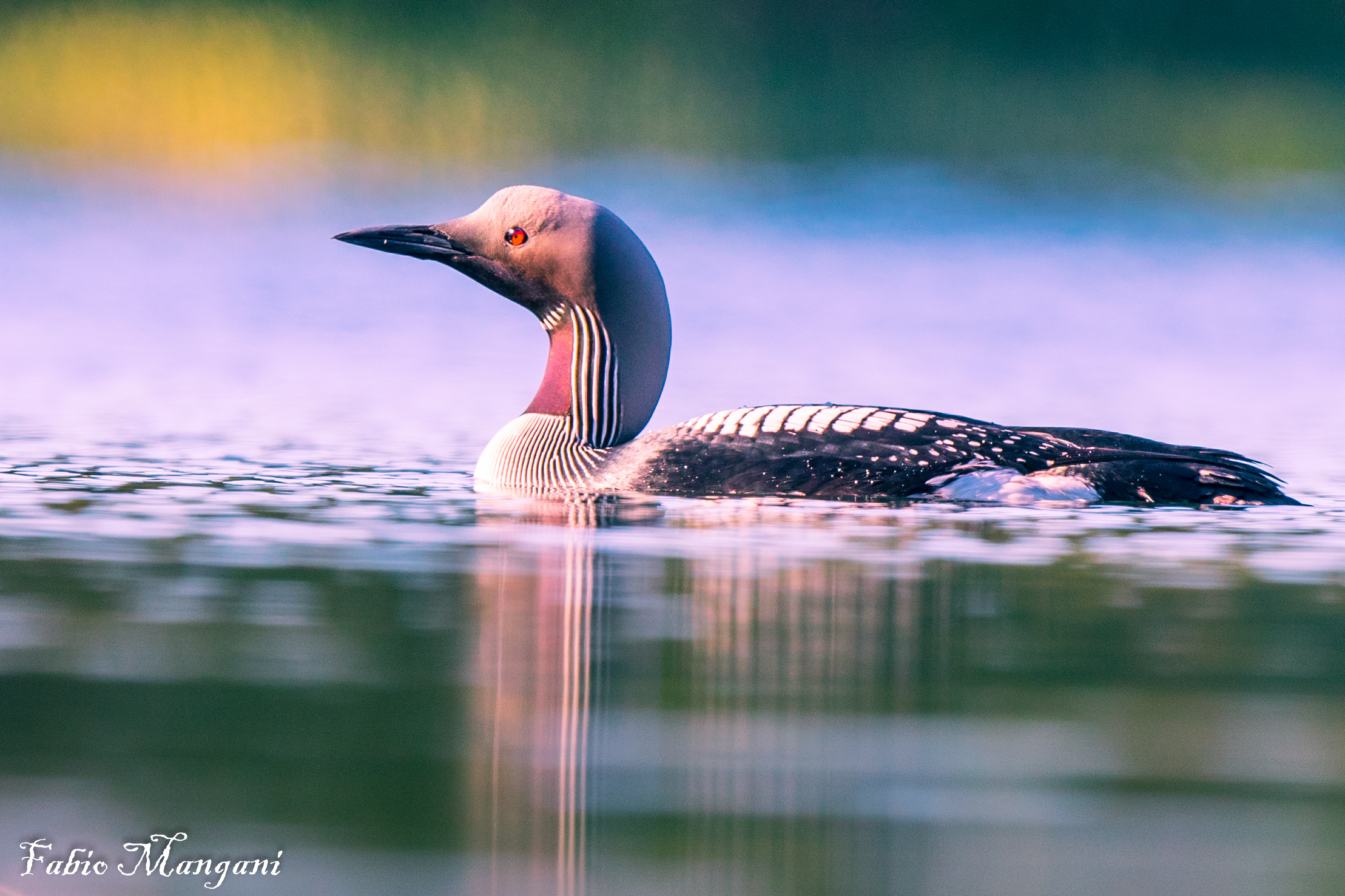 Strolaga mezzana,,,,,Finland