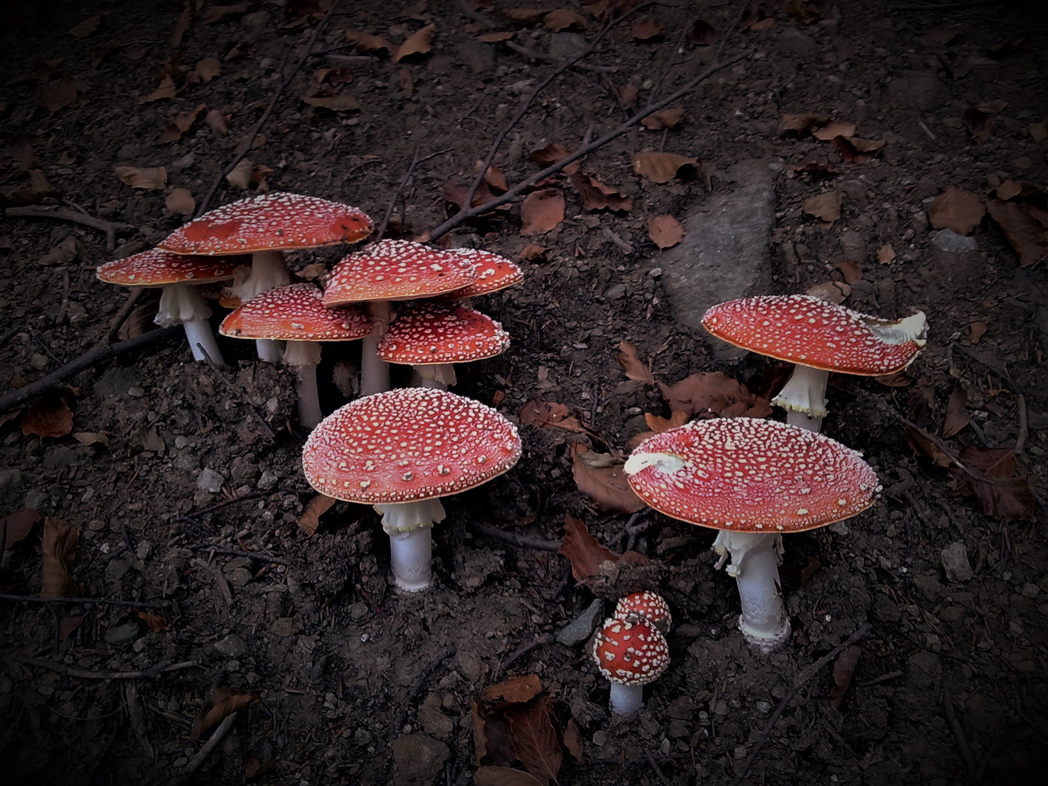 amanita muscaria - Wikipedia