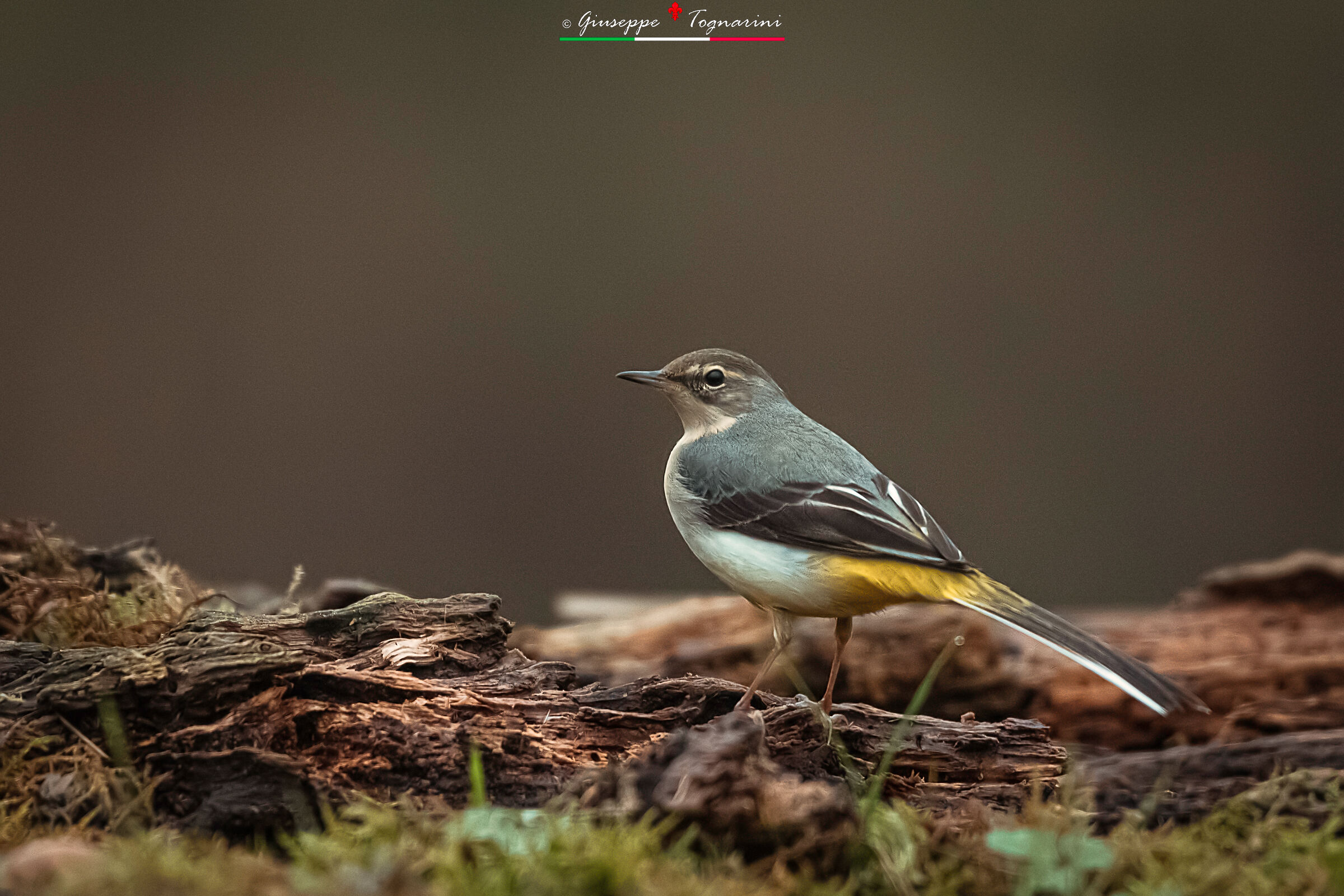 La ballerina gialla n.4