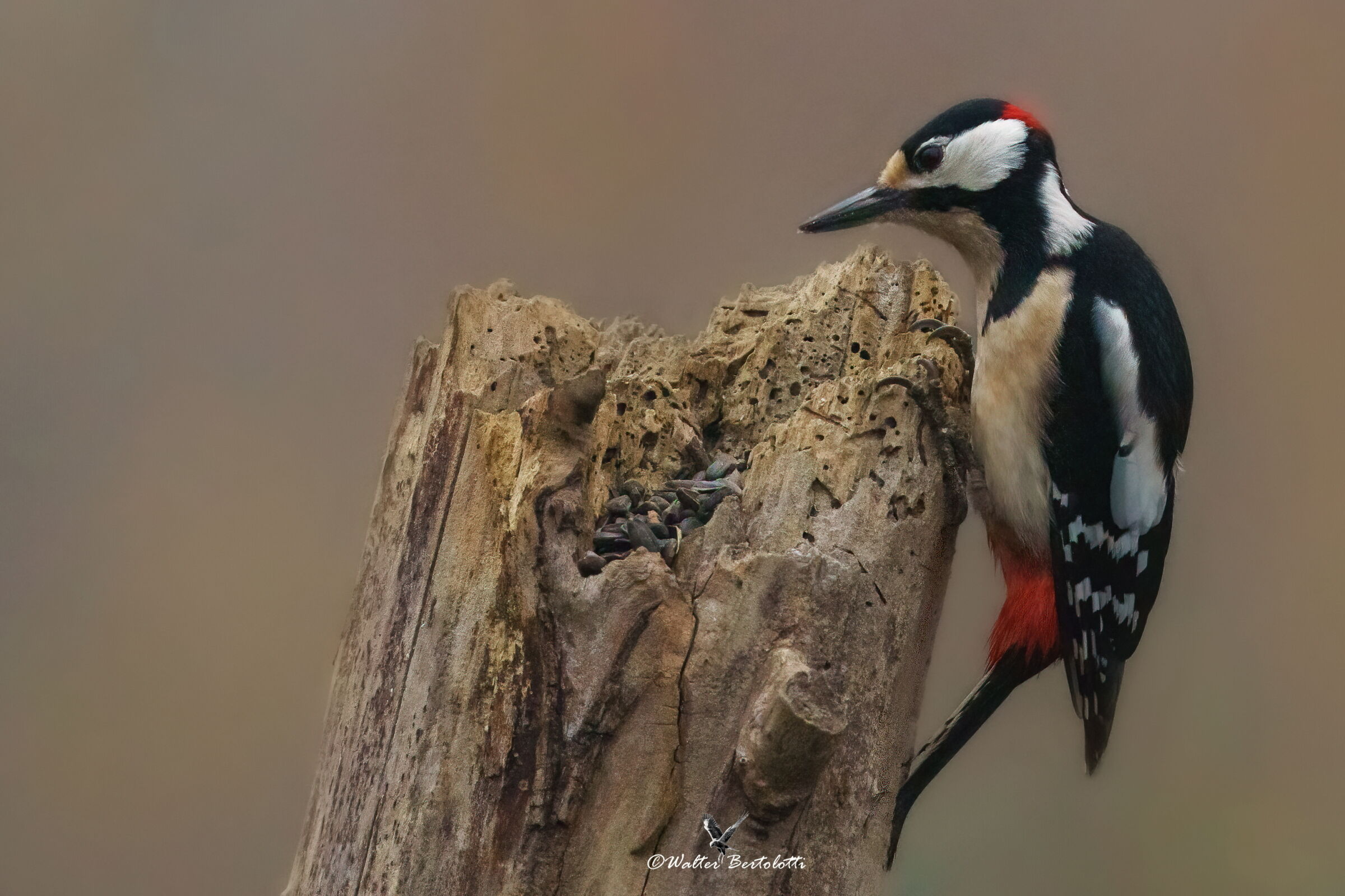 curious woodpecker!