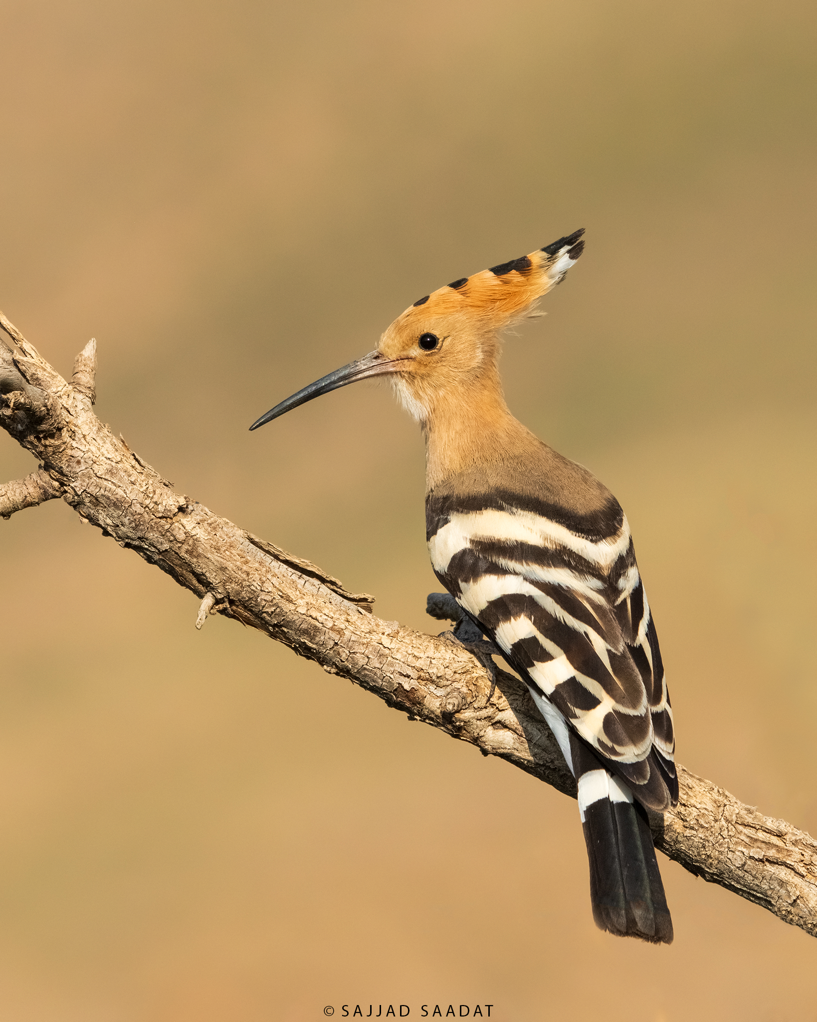Hoopoe