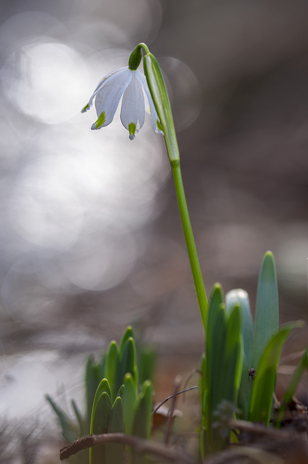 Campanella primaverile