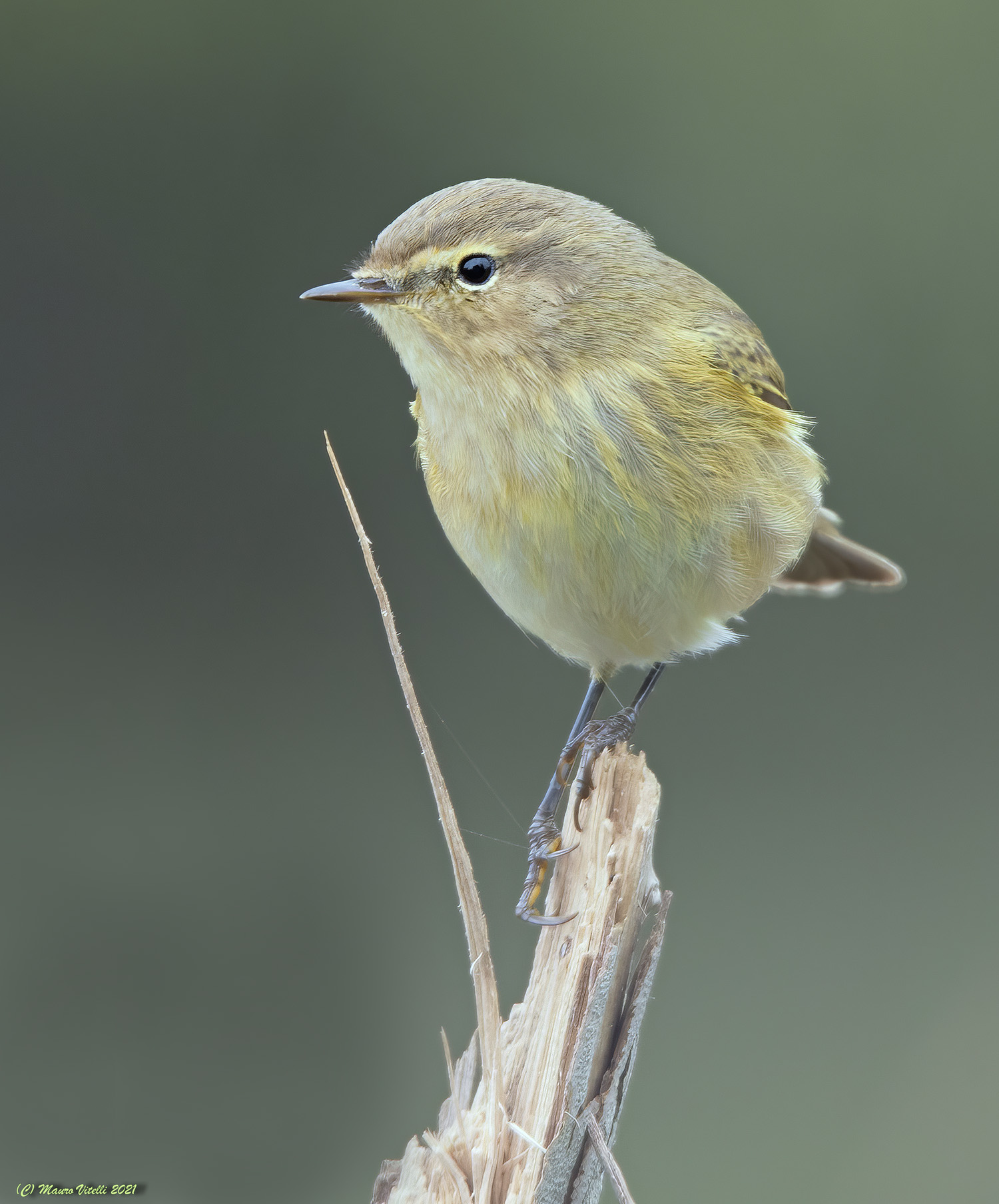 Luì Piccolo (Phylloscopus collybita)