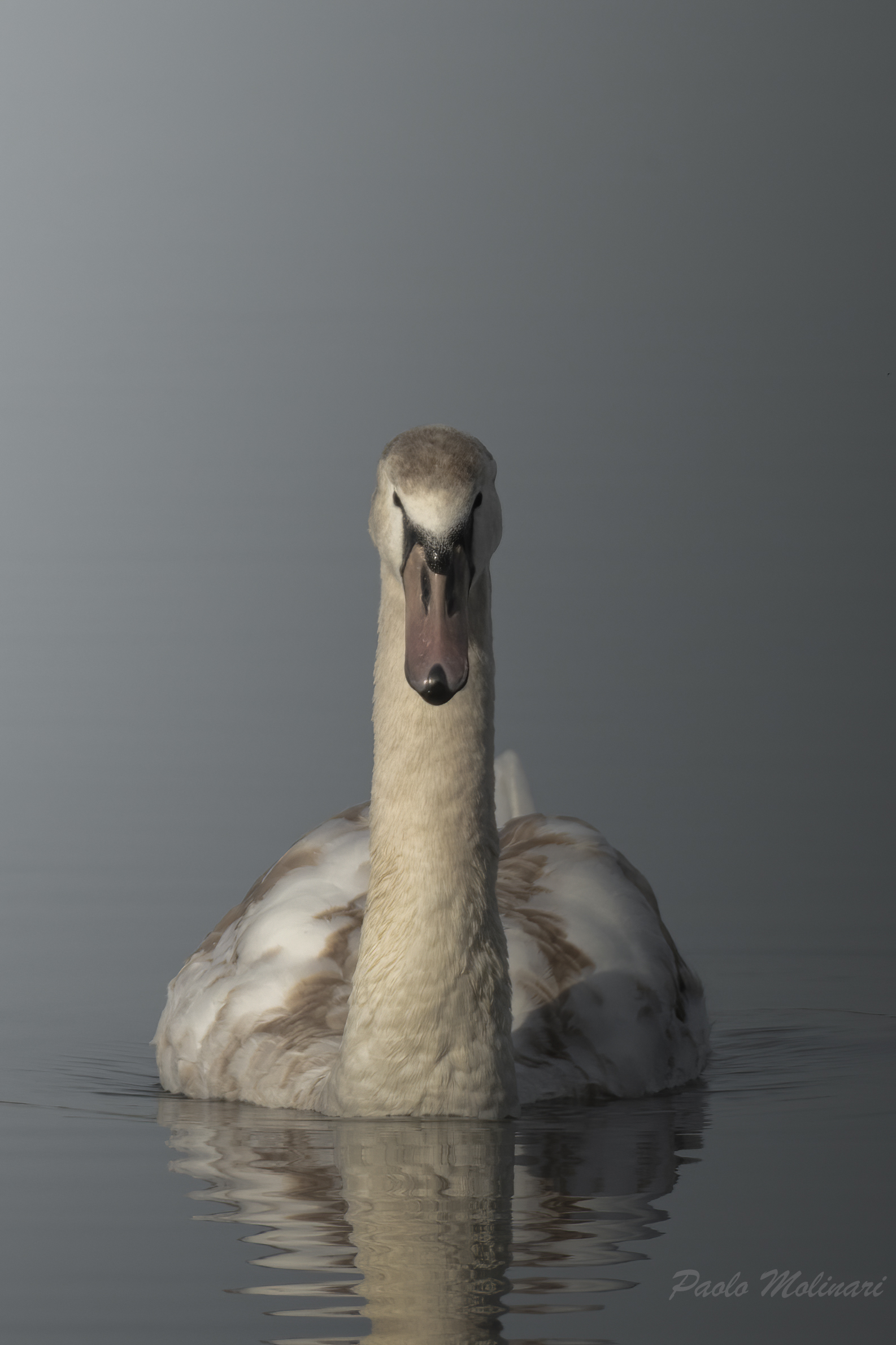 Portrait of the Swan