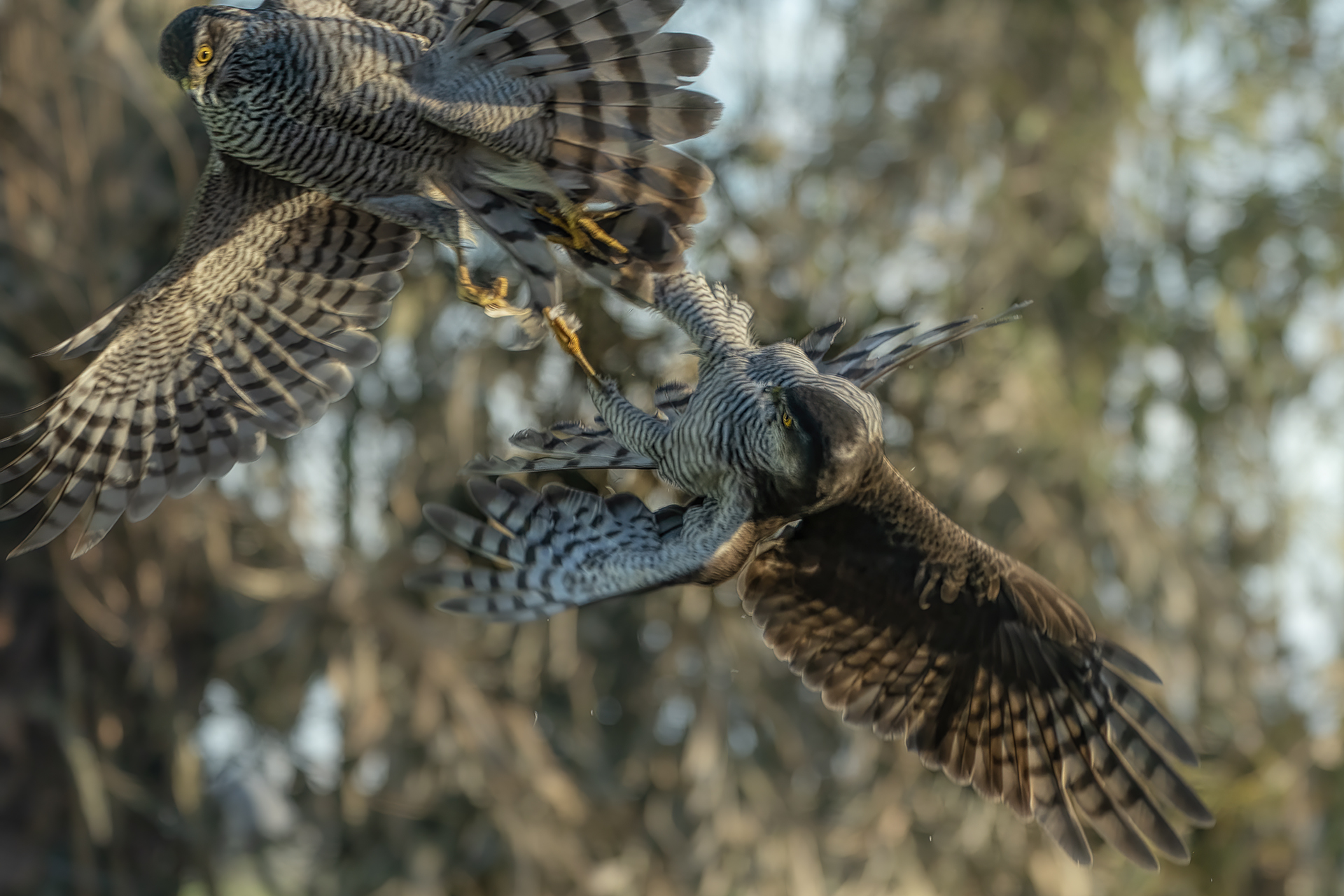 battaglia tra femmine di sparviere