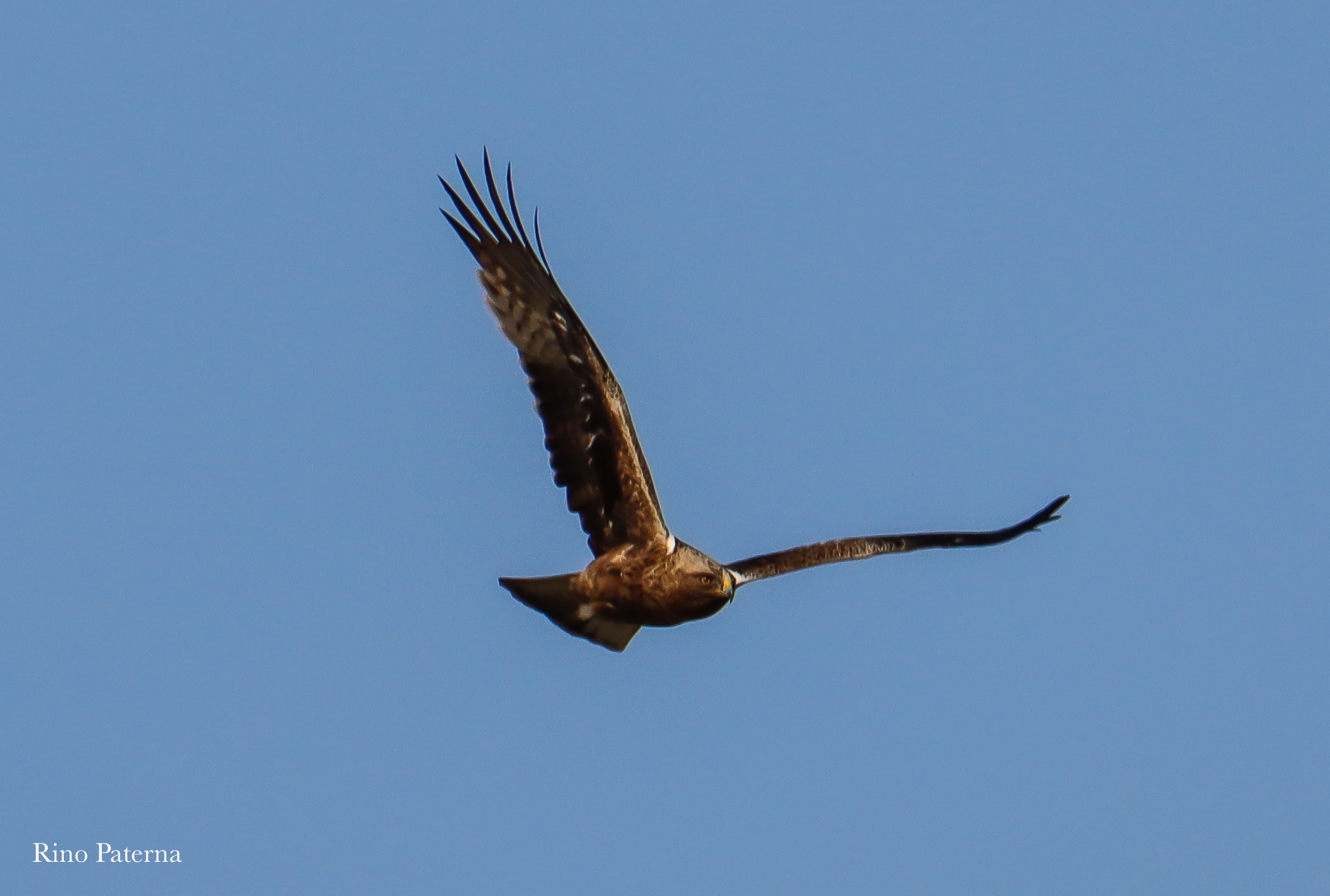 Minor eagle