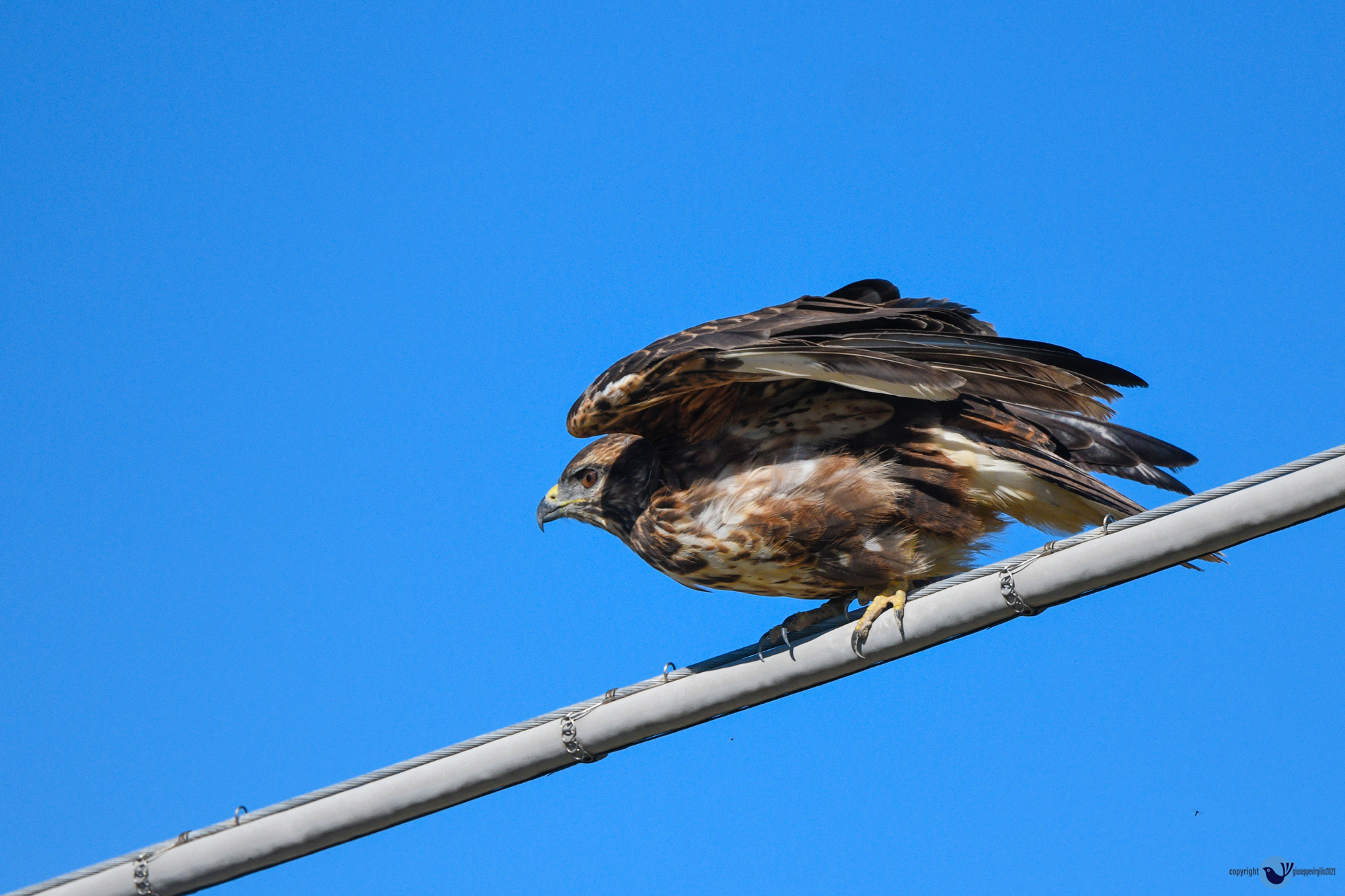 Poiana (Buteo buteo) Sardegna 2020