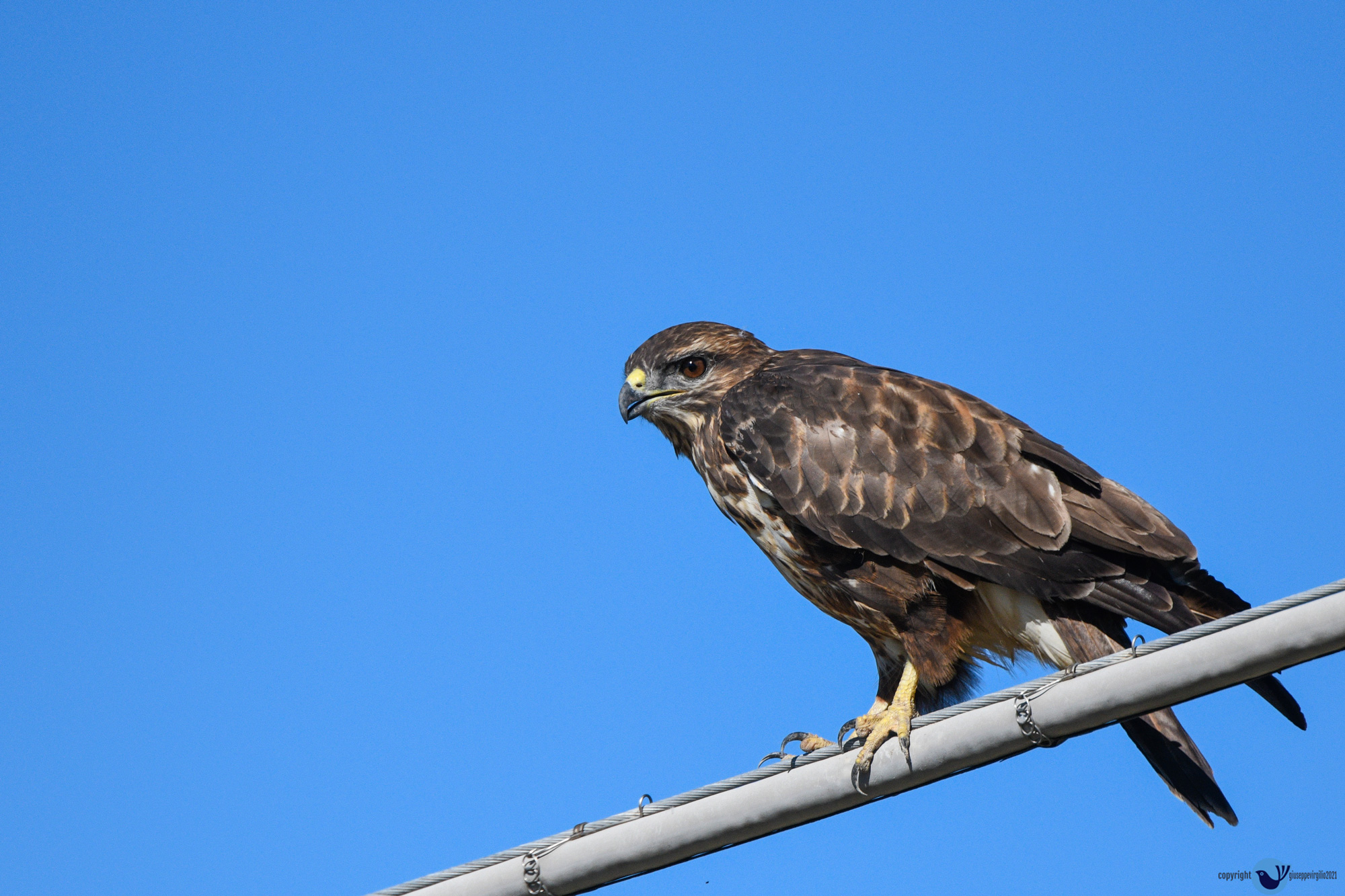 Poiana (Buteo buteo) Sardegna 2020