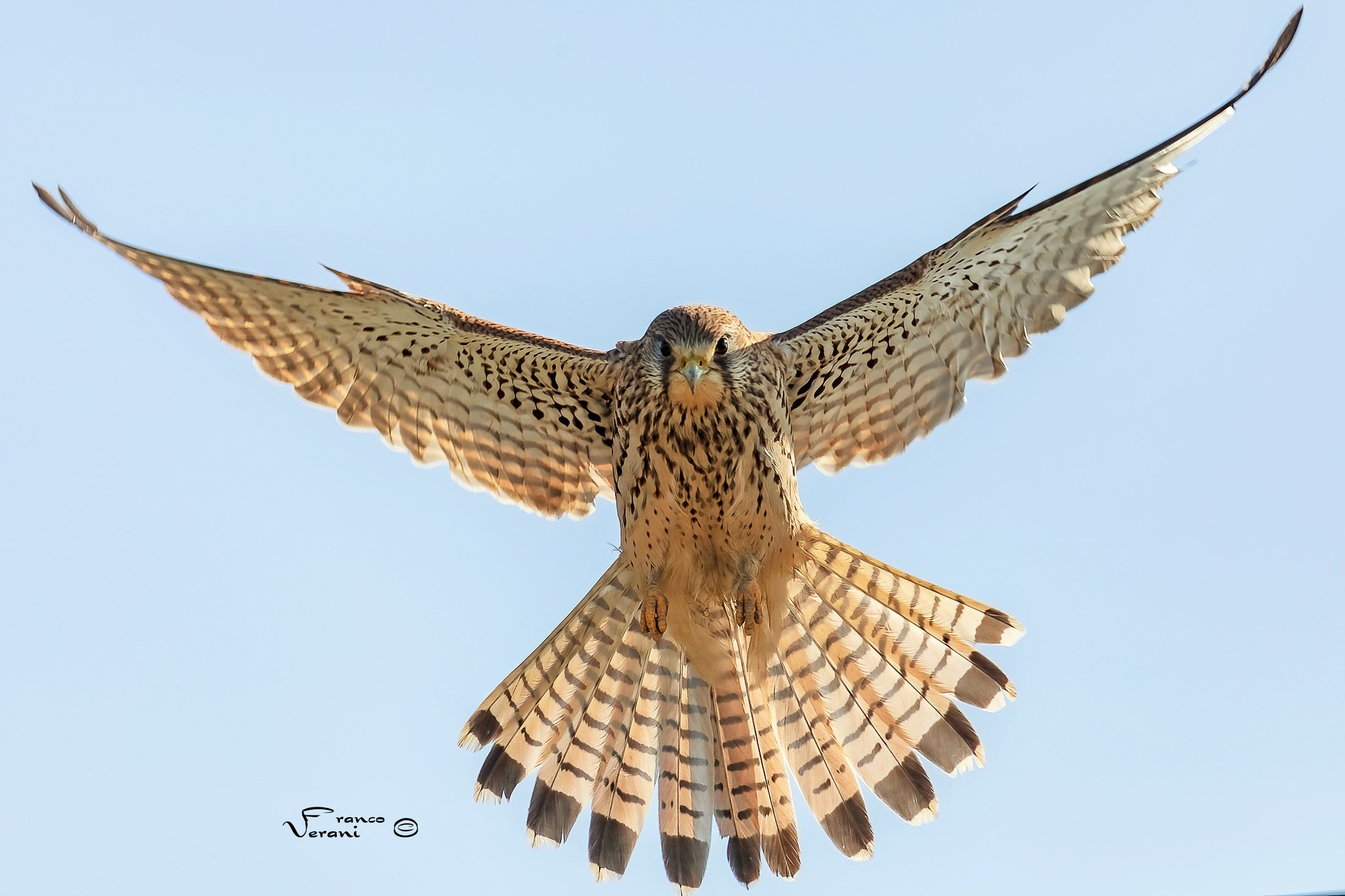 Kestrel