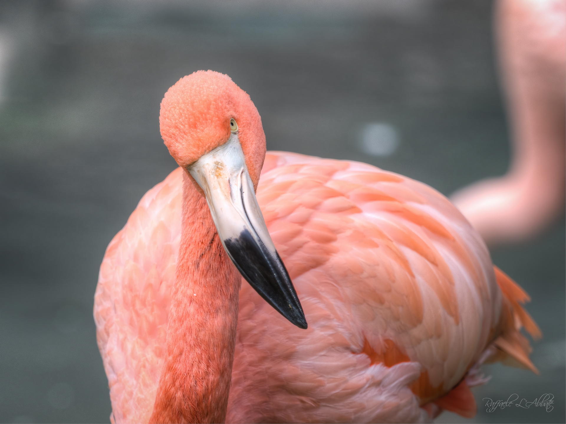 Fenicottero Rosa