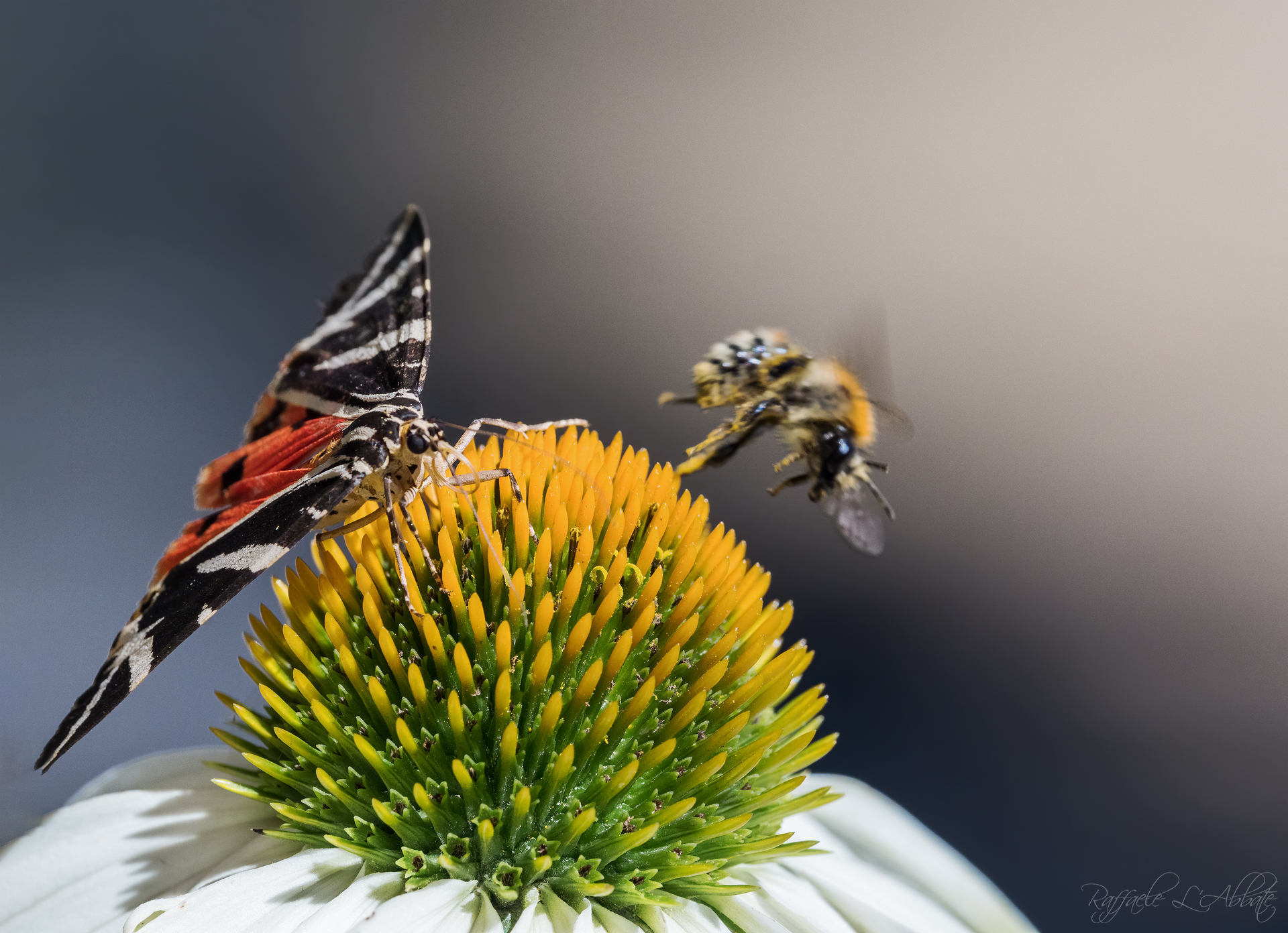 Butterfly chases bee